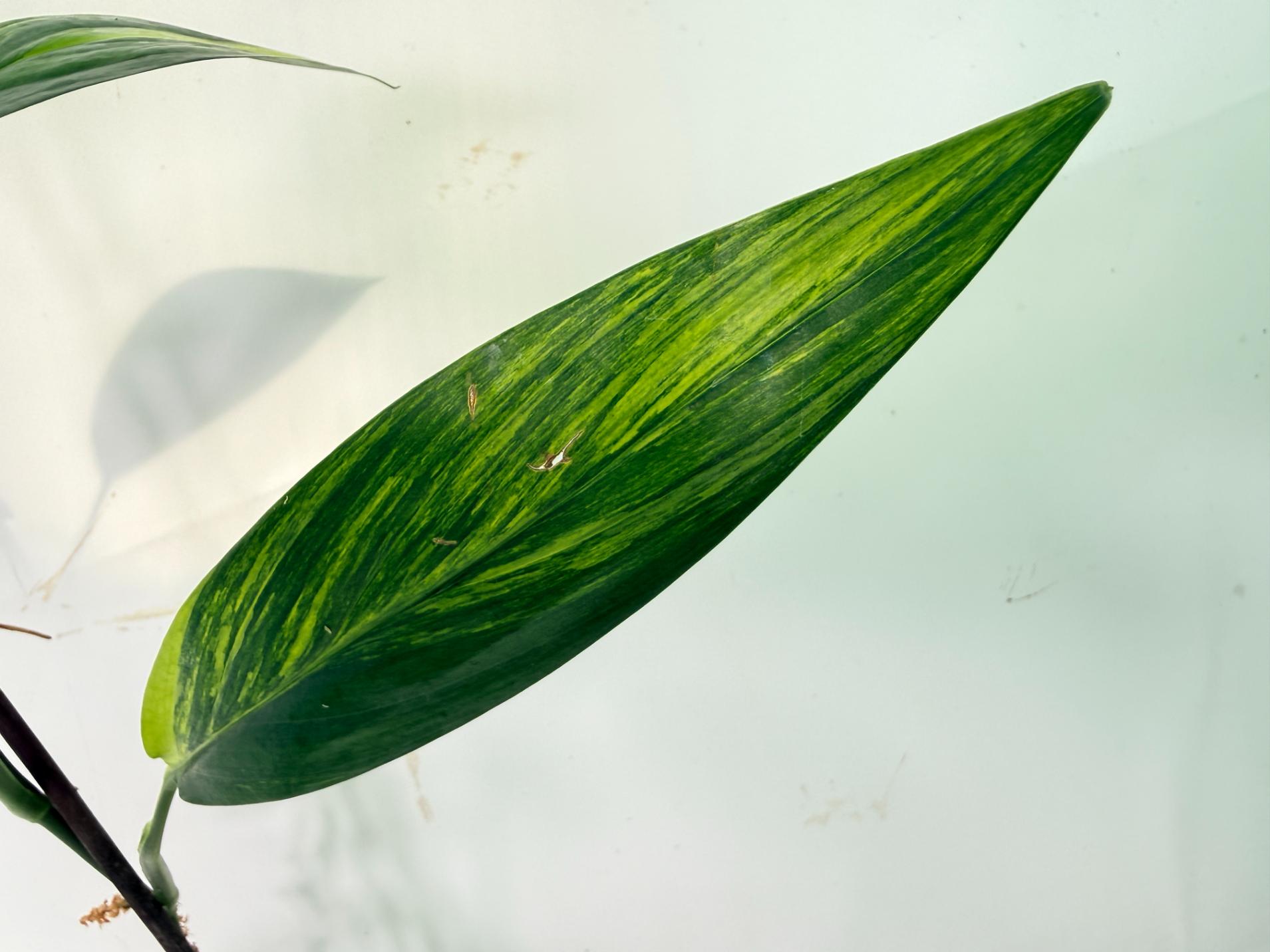 Epipremnum Amplissimum variegata Aurea 07