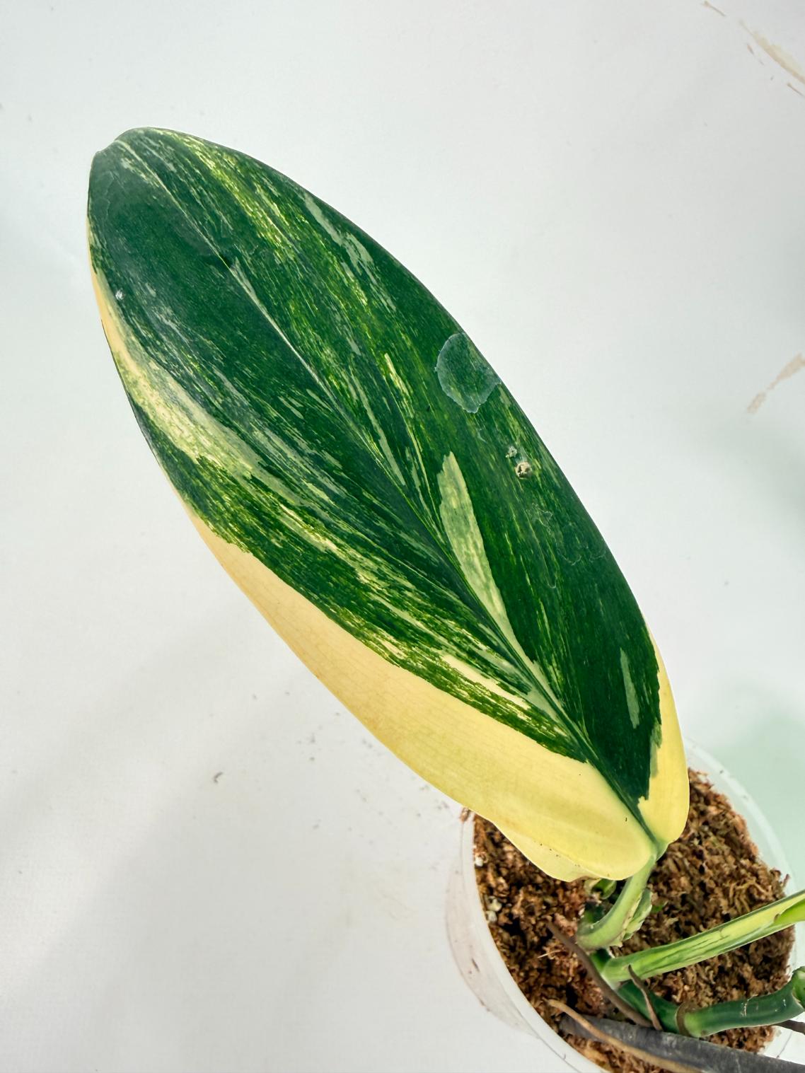 Epipremnum Amplissimum variegata Aurea 09