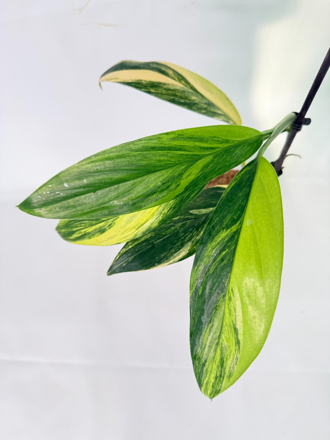 Epipremnum Amplissimum variegata Aurea 10