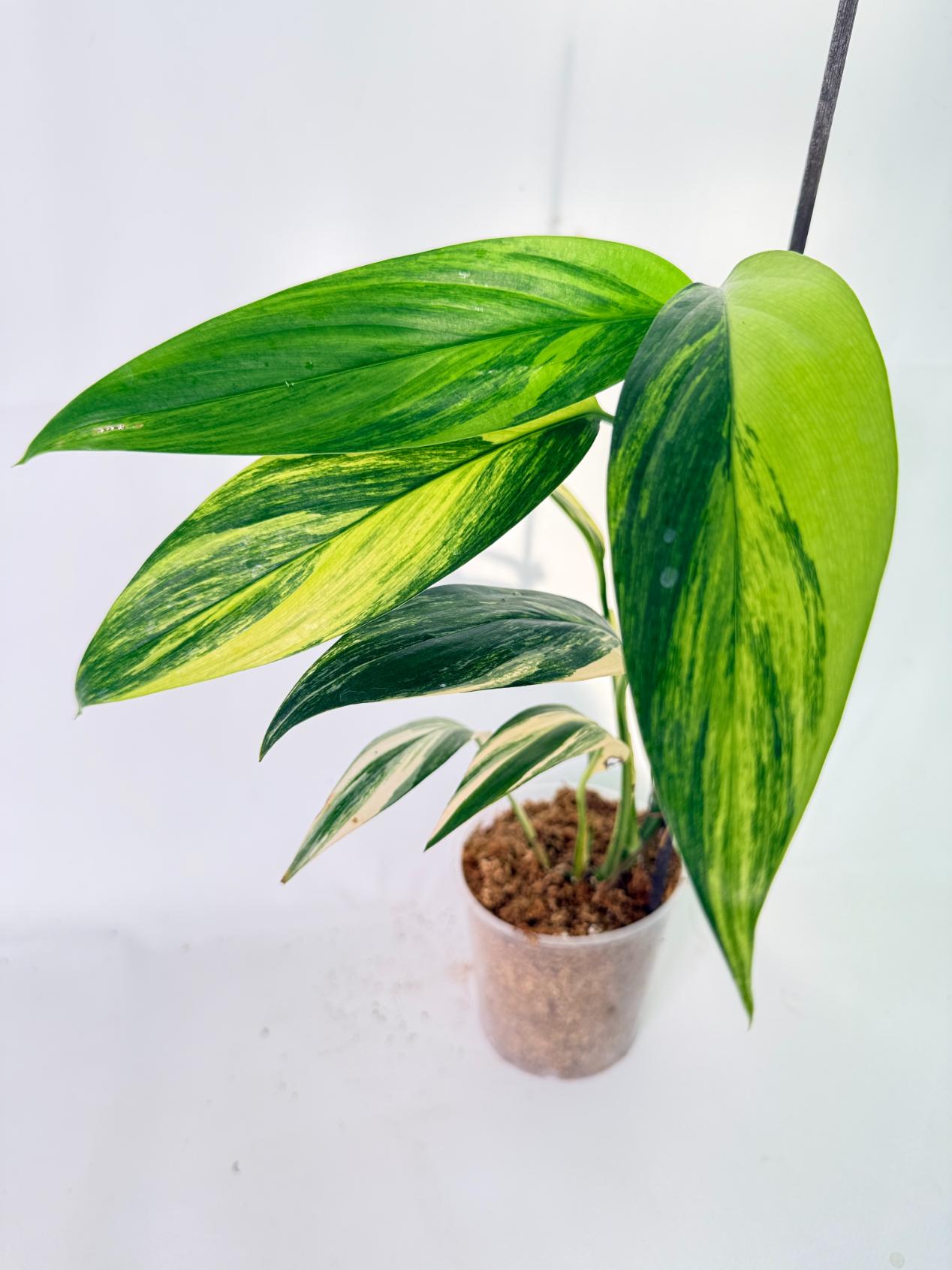 Epipremnum Amplissimum variegata Aurea 11