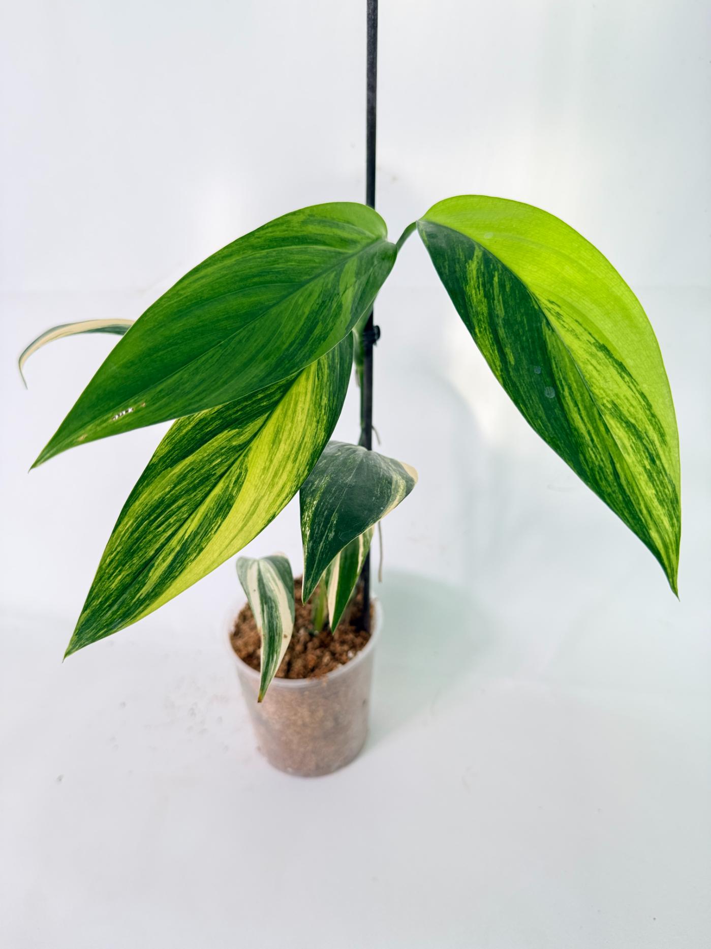 Epipremnum Amplissimum variegata Aurea 12