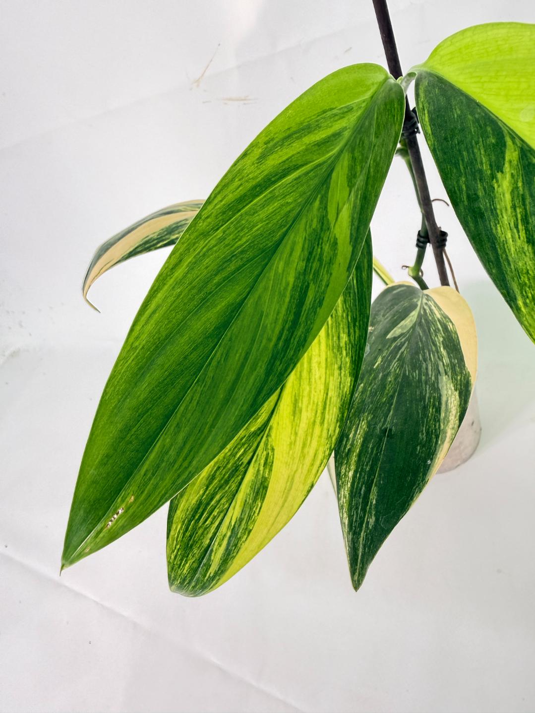Epipremnum Amplissimum variegata Aurea 13