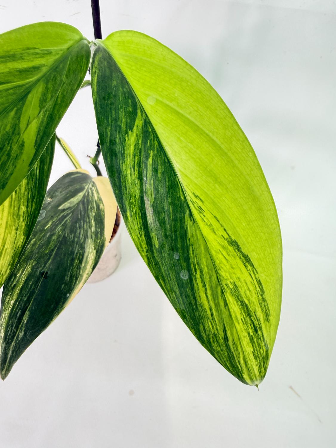 Epipremnum Amplissimum variegata Aurea 14