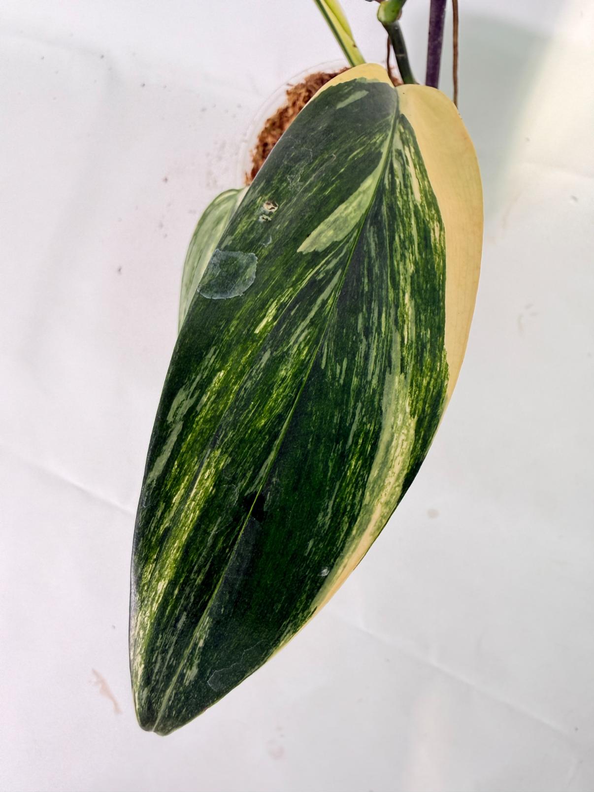 Epipremnum Amplissimum variegata Aurea 15