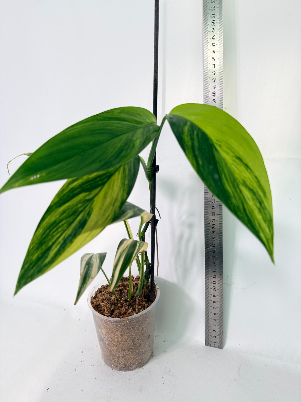 Epipremnum Amplissimum variegata Aurea 02