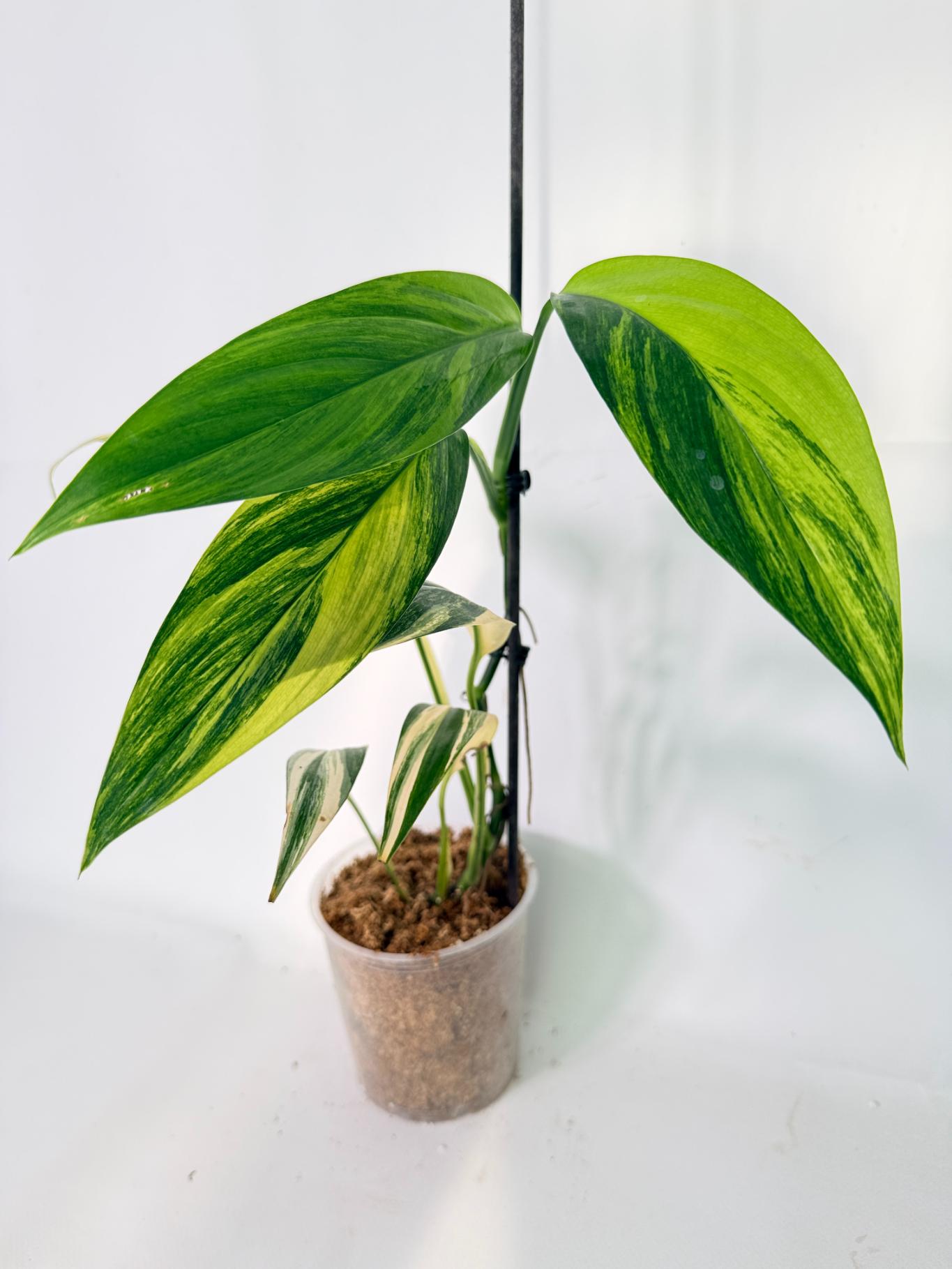 Epipremnum Amplissimum variegata Aurea 03