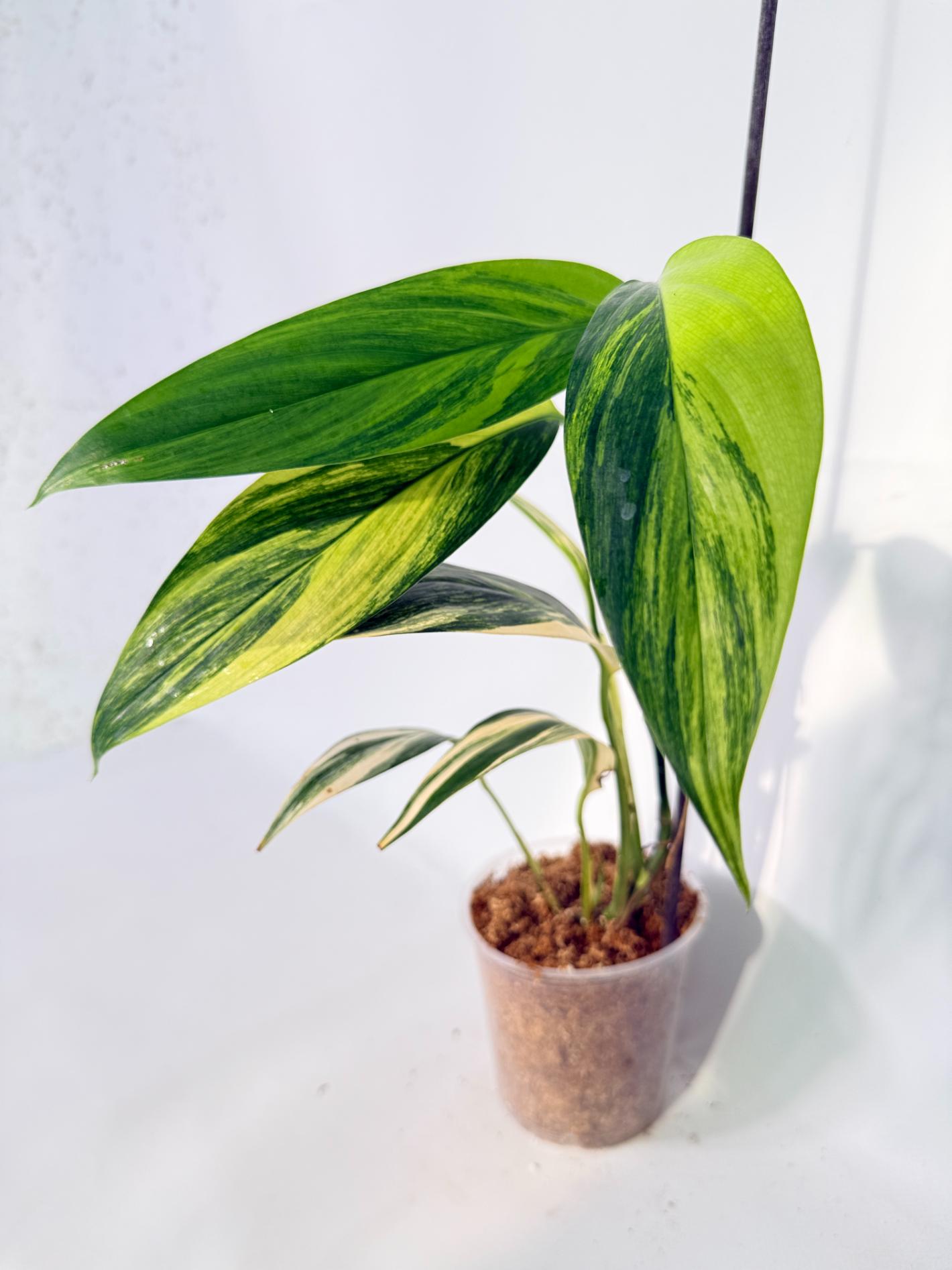 Epipremnum Amplissimum variegata Aurea 01
