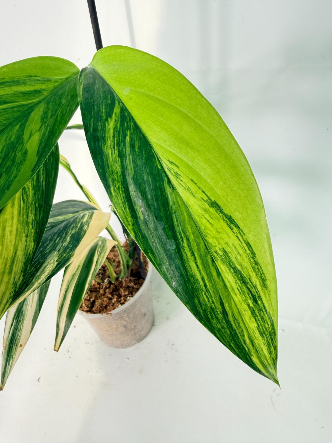 Epipremnum Amplissimum variegata Aurea 04