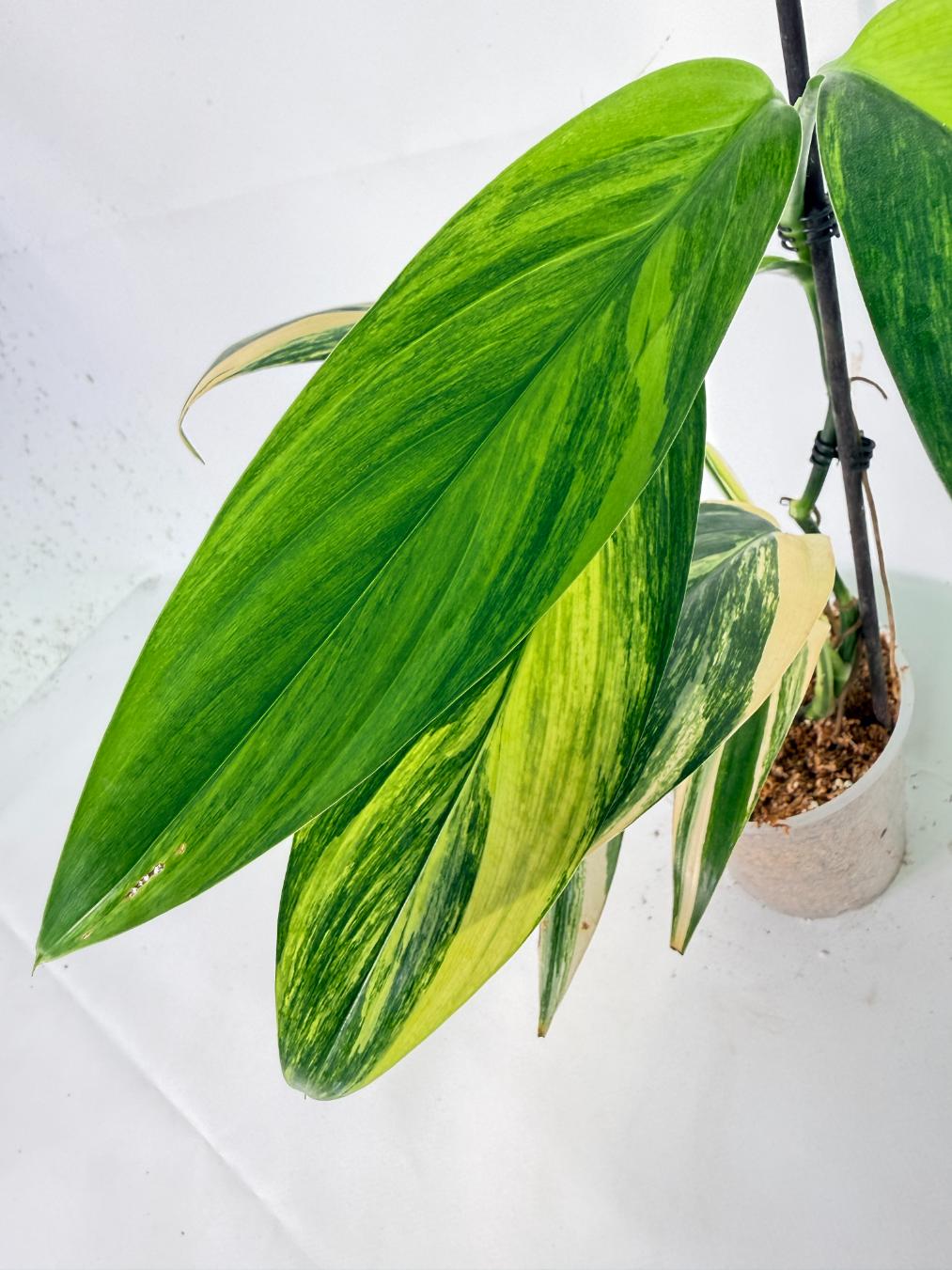 Epipremnum Amplissimum variegata Aurea 05