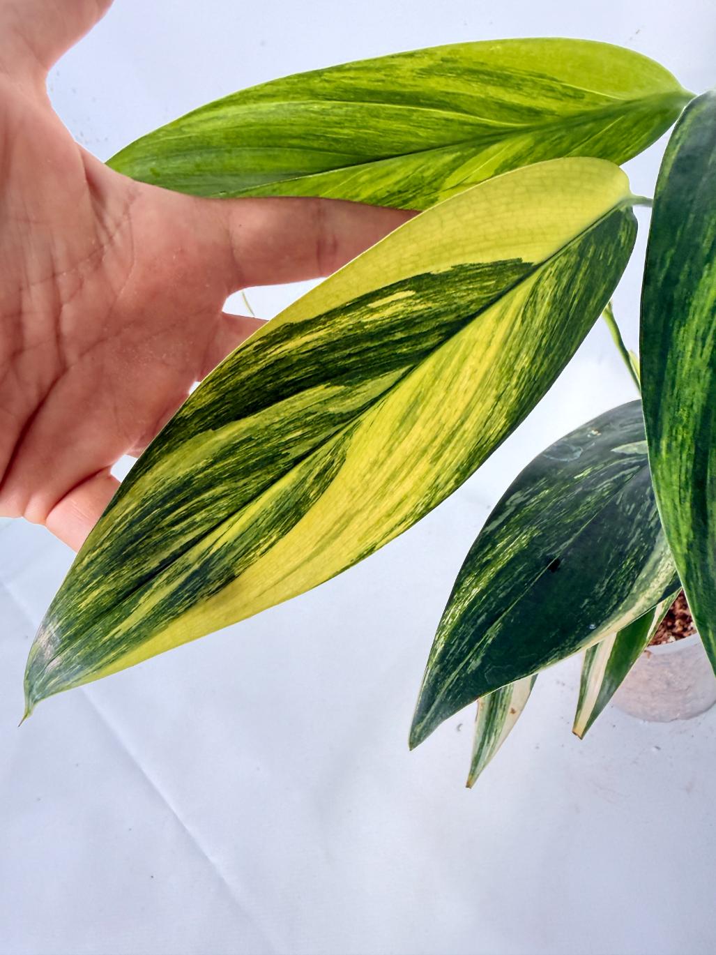 Epipremnum Amplissimum variegata Aurea 06