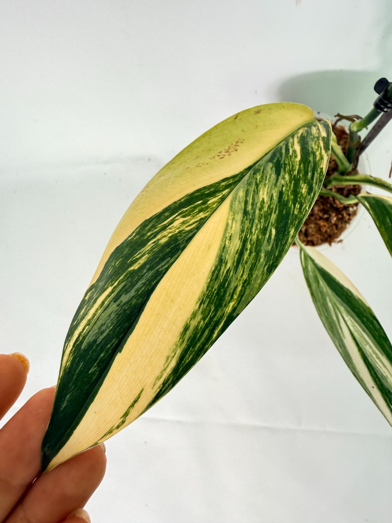 Epipremnum Amplissimum variegata Aurea 07