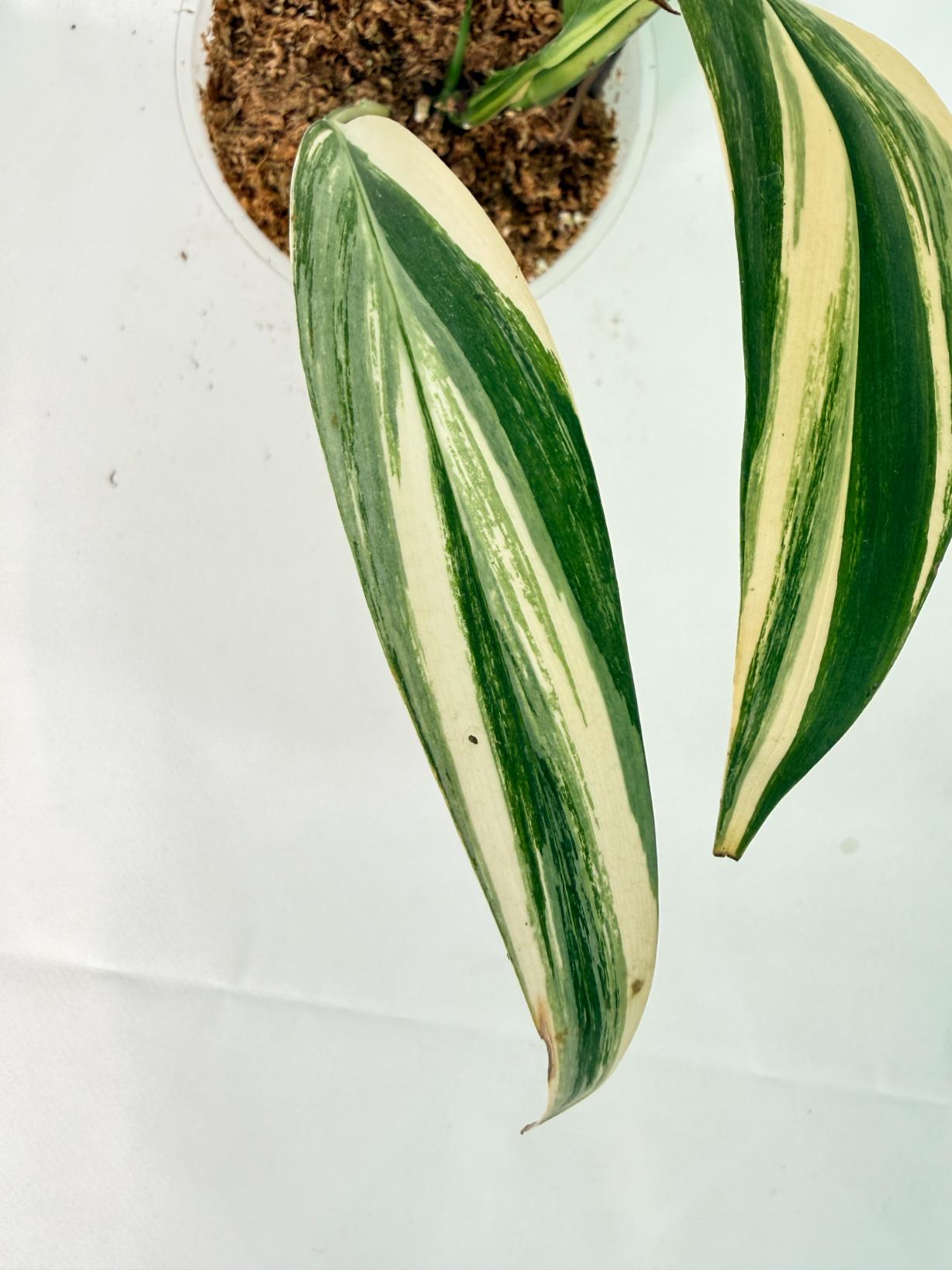 Epipremnum Amplissimum variegata Aurea 08