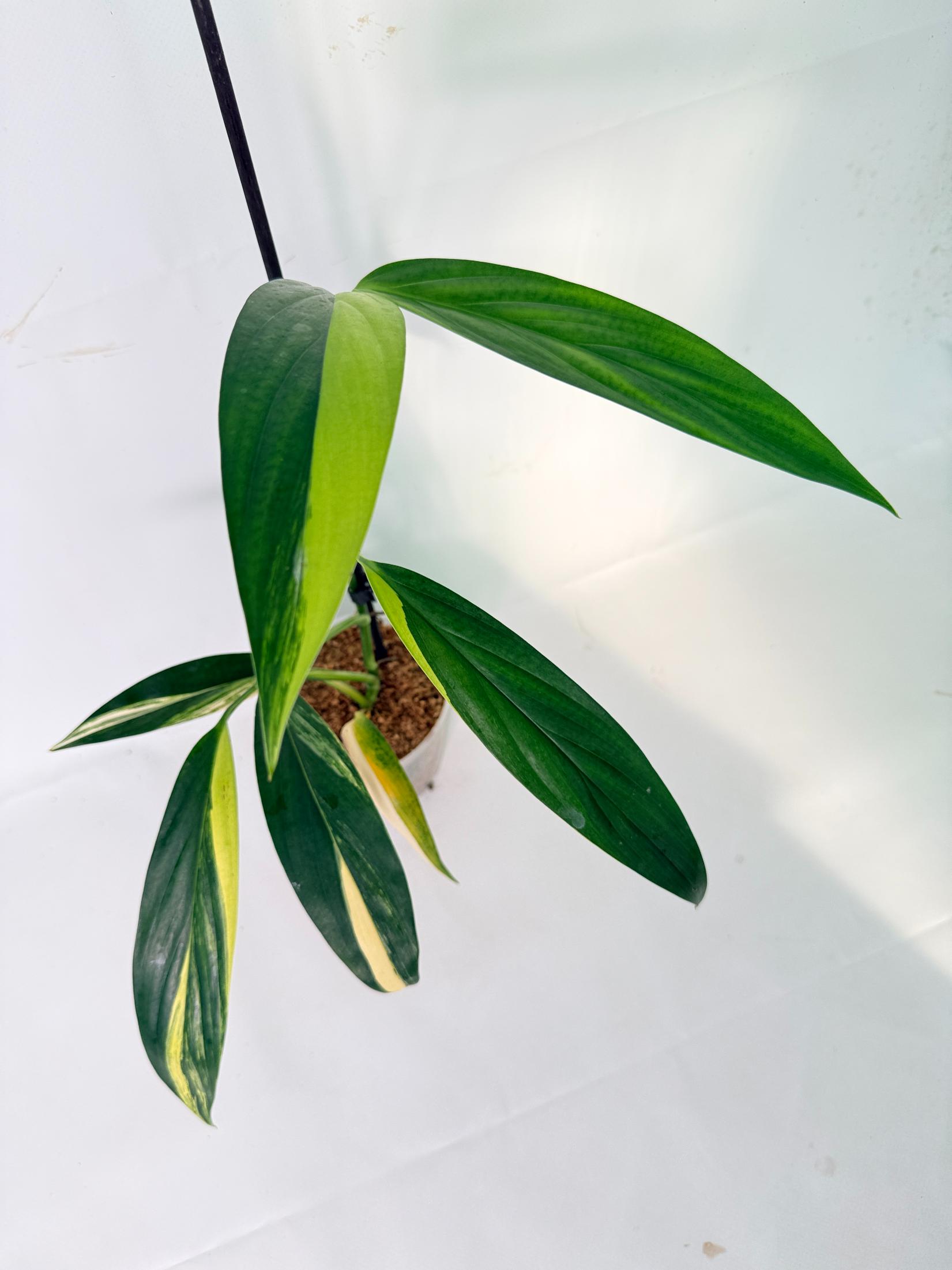 Epipremnum Amplissimum variegata Aurea 01