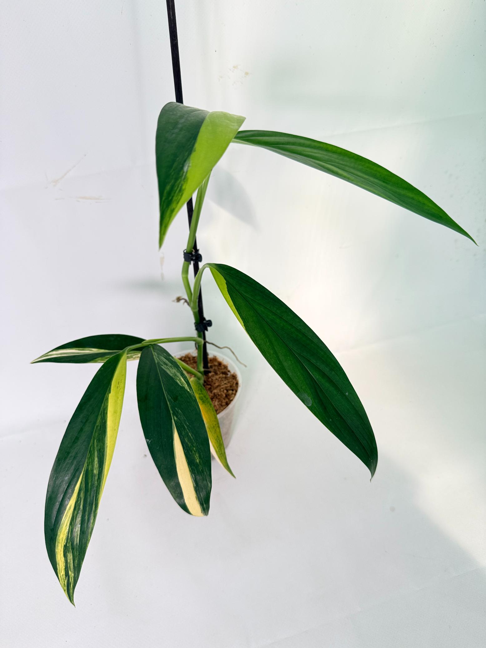 Epipremnum Amplissimum variegata Aurea 10