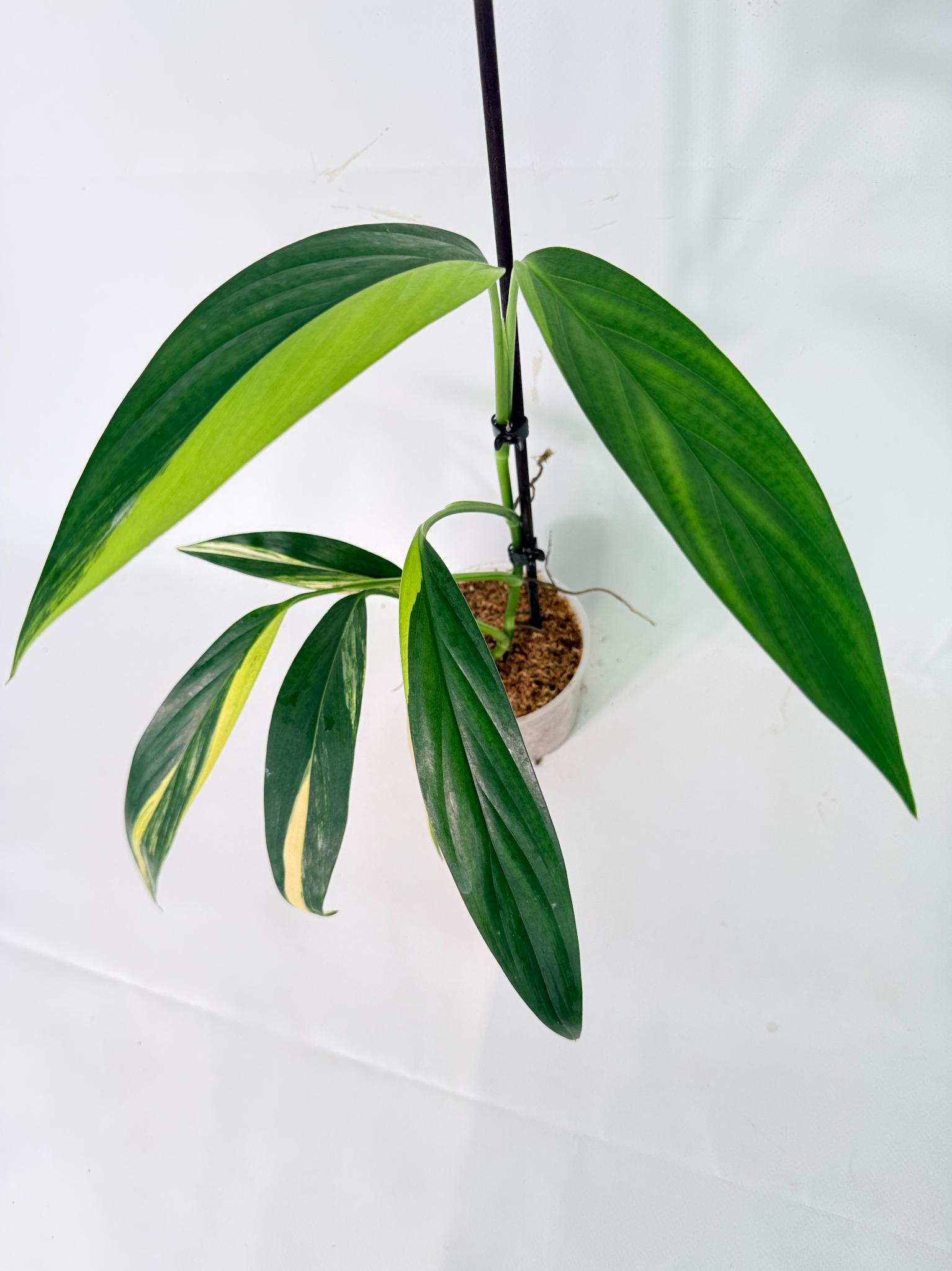 Epipremnum Amplissimum variegata Aurea 11