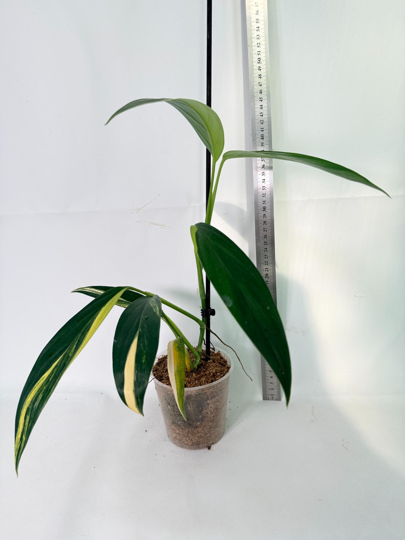 Epipremnum Amplissimum variegata Aurea 03
