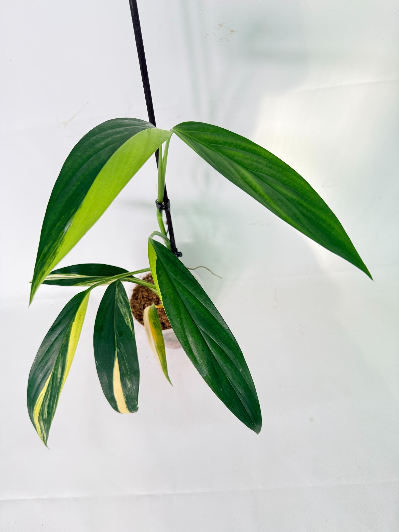 Epipremnum Amplissimum variegata Aurea 04