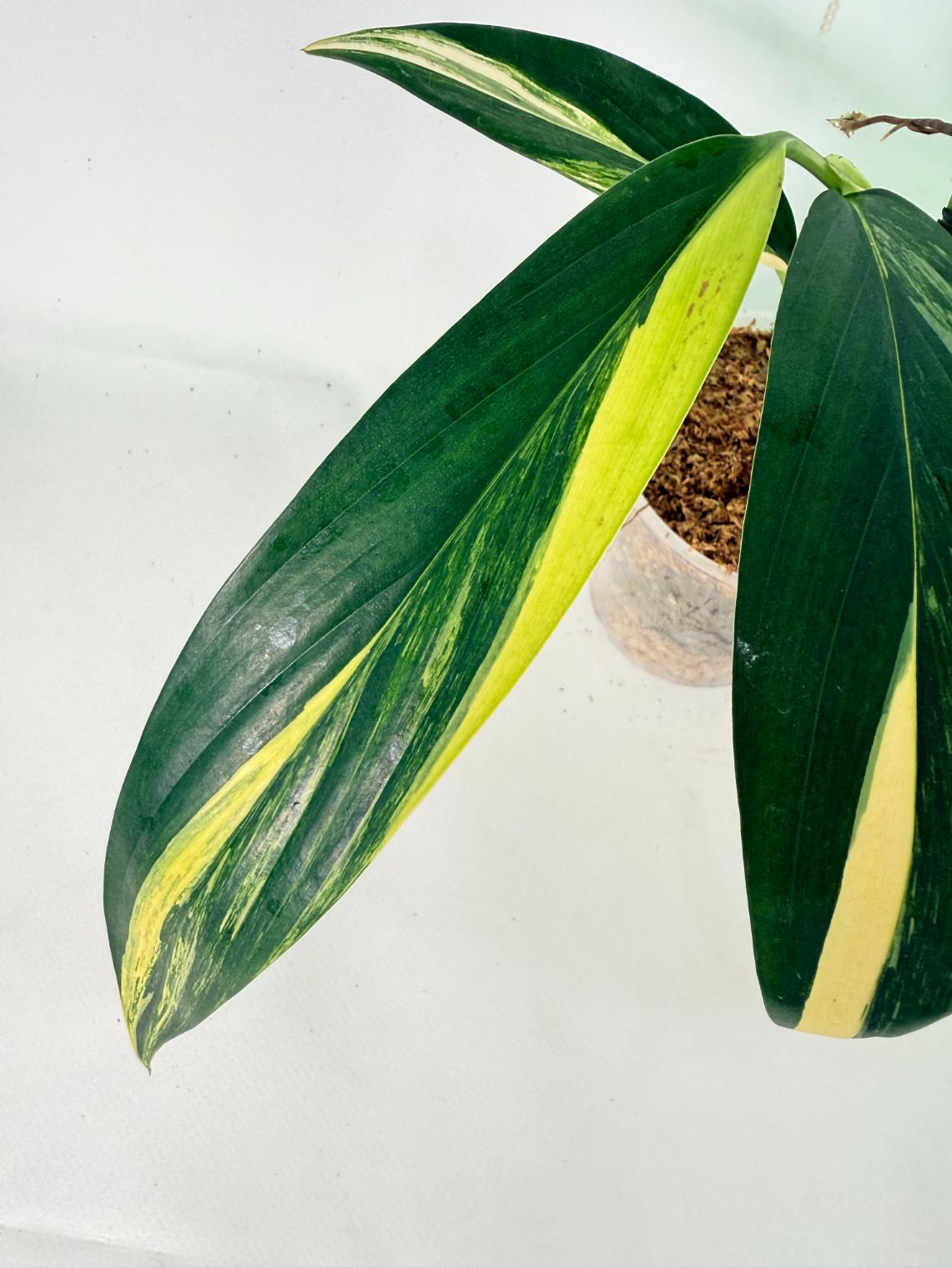 Epipremnum Amplissimum variegata Aurea 05