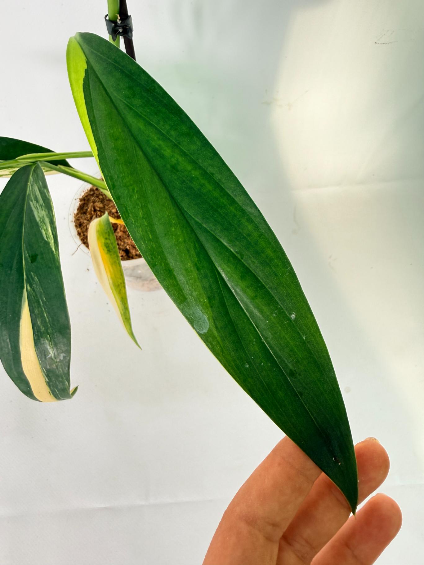 Epipremnum Amplissimum variegata Aurea 06