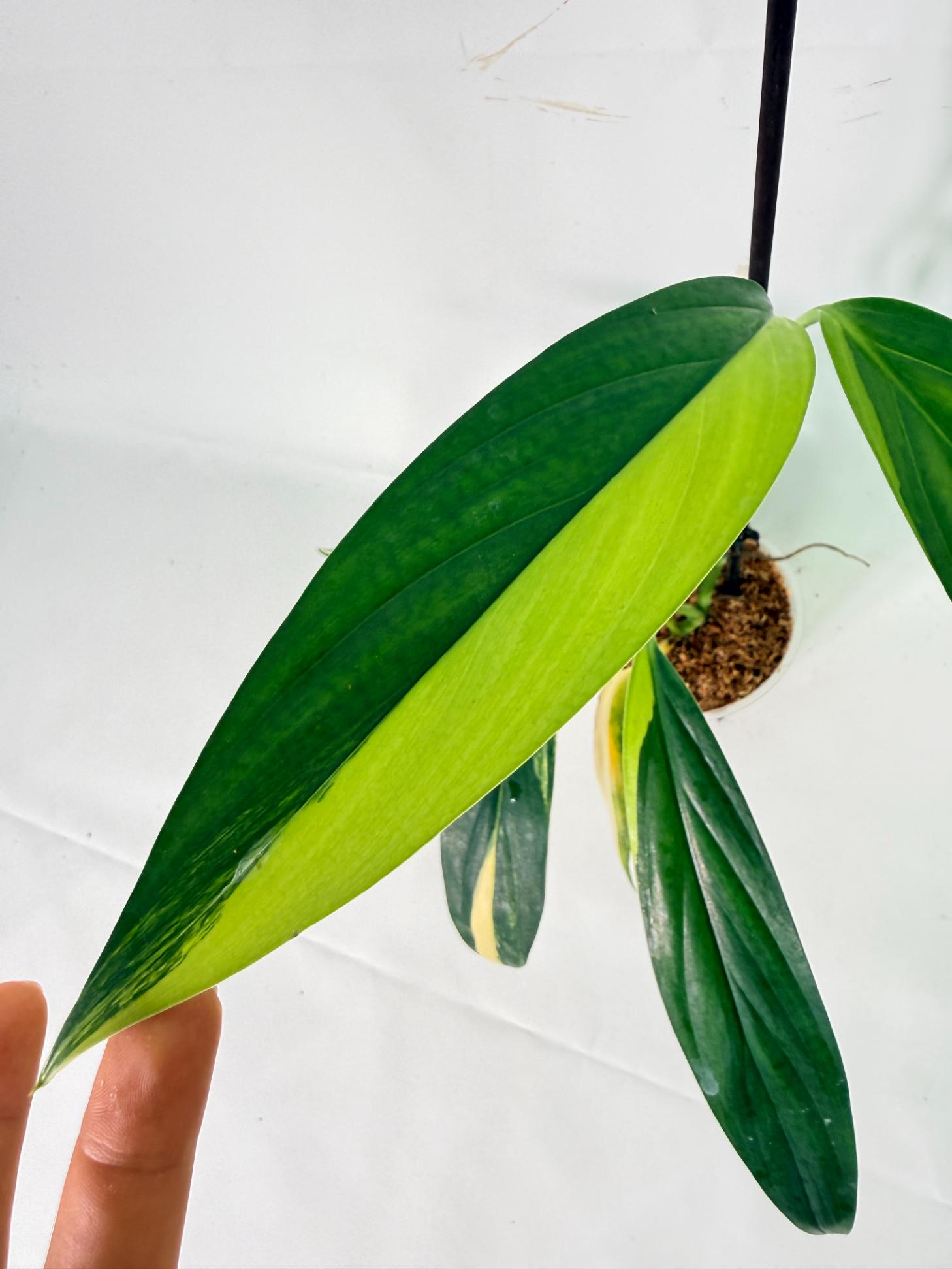 Epipremnum Amplissimum variegata Aurea 02