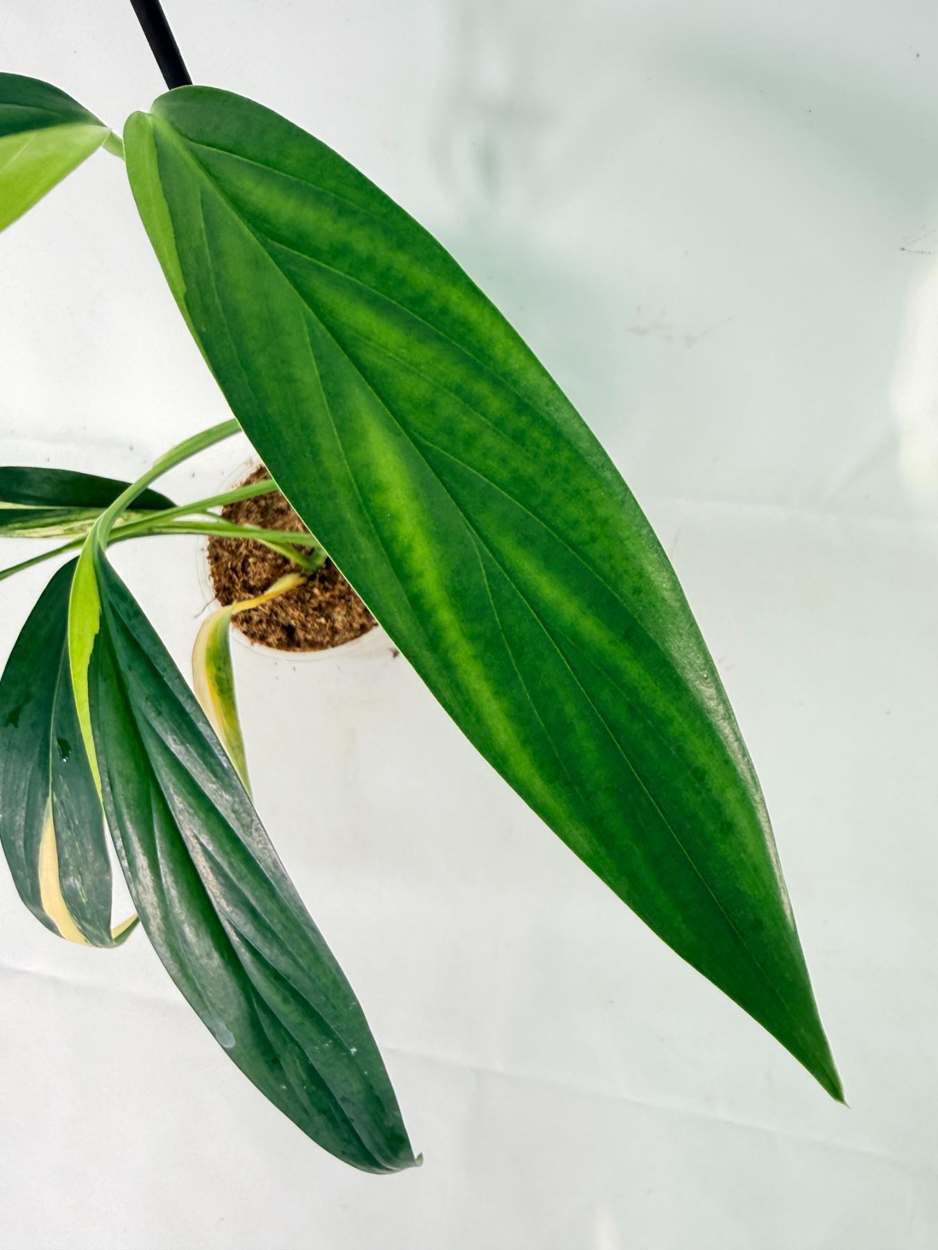 Epipremnum Amplissimum variegata Aurea 07