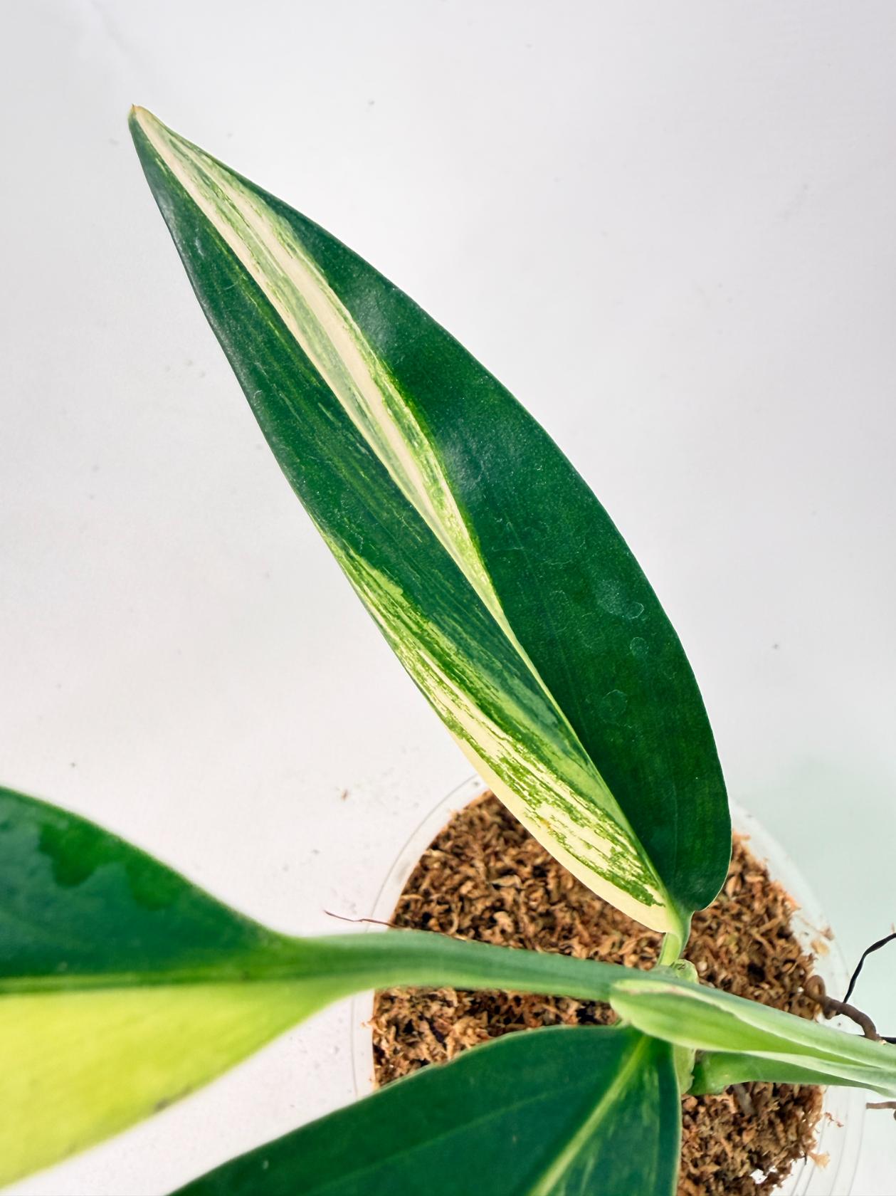 Epipremnum Amplissimum variegata Aurea 08