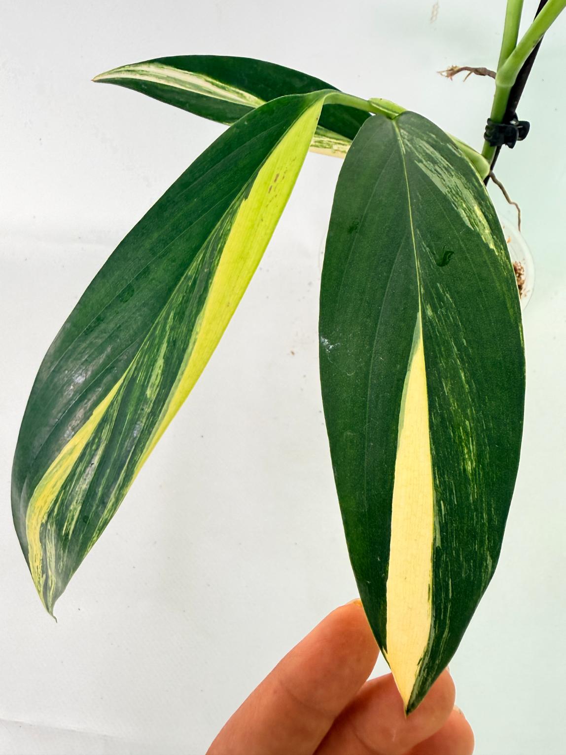 Epipremnum Amplissimum variegata Aurea 09