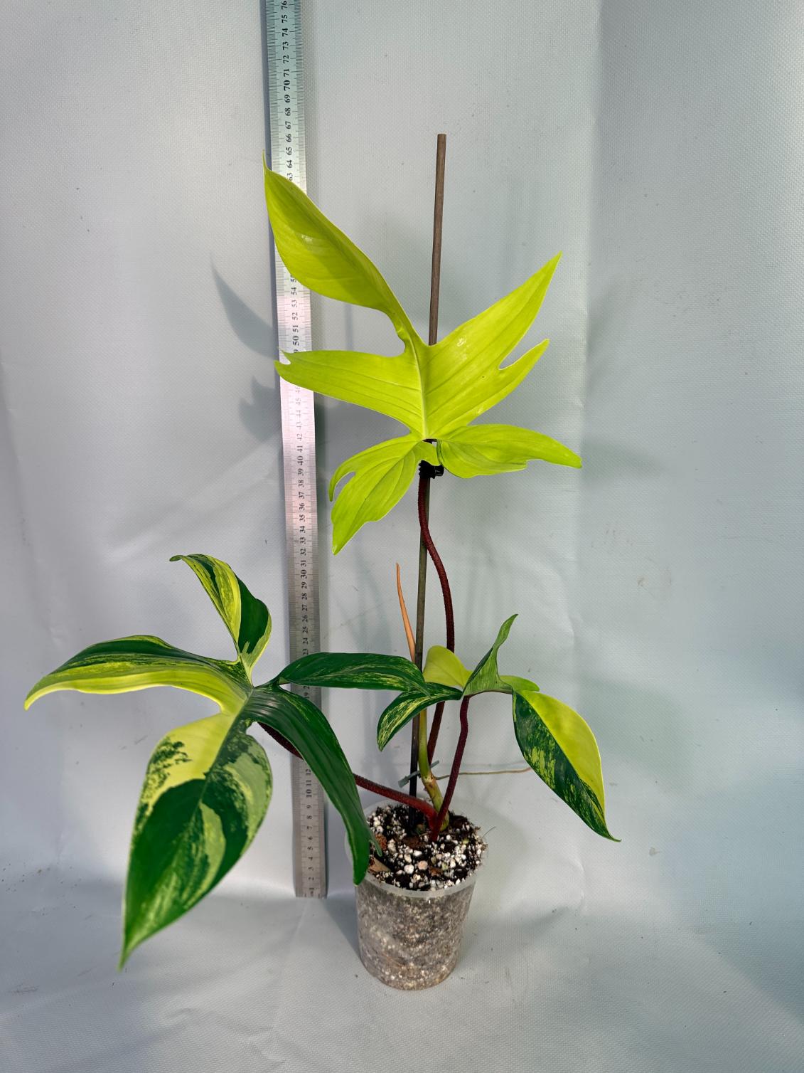 philodendron florida beauty veriegata 9