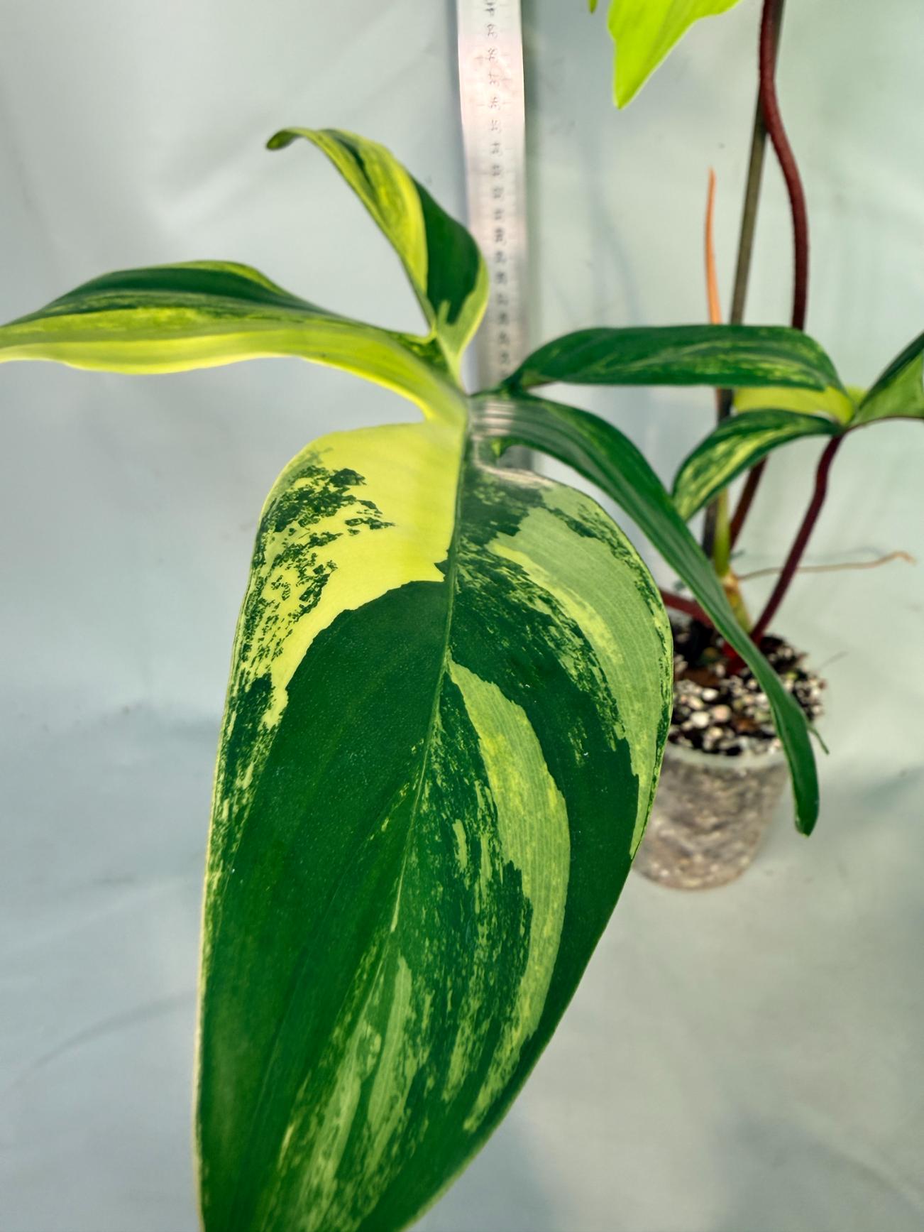philodendron florida beauty veriegata 4