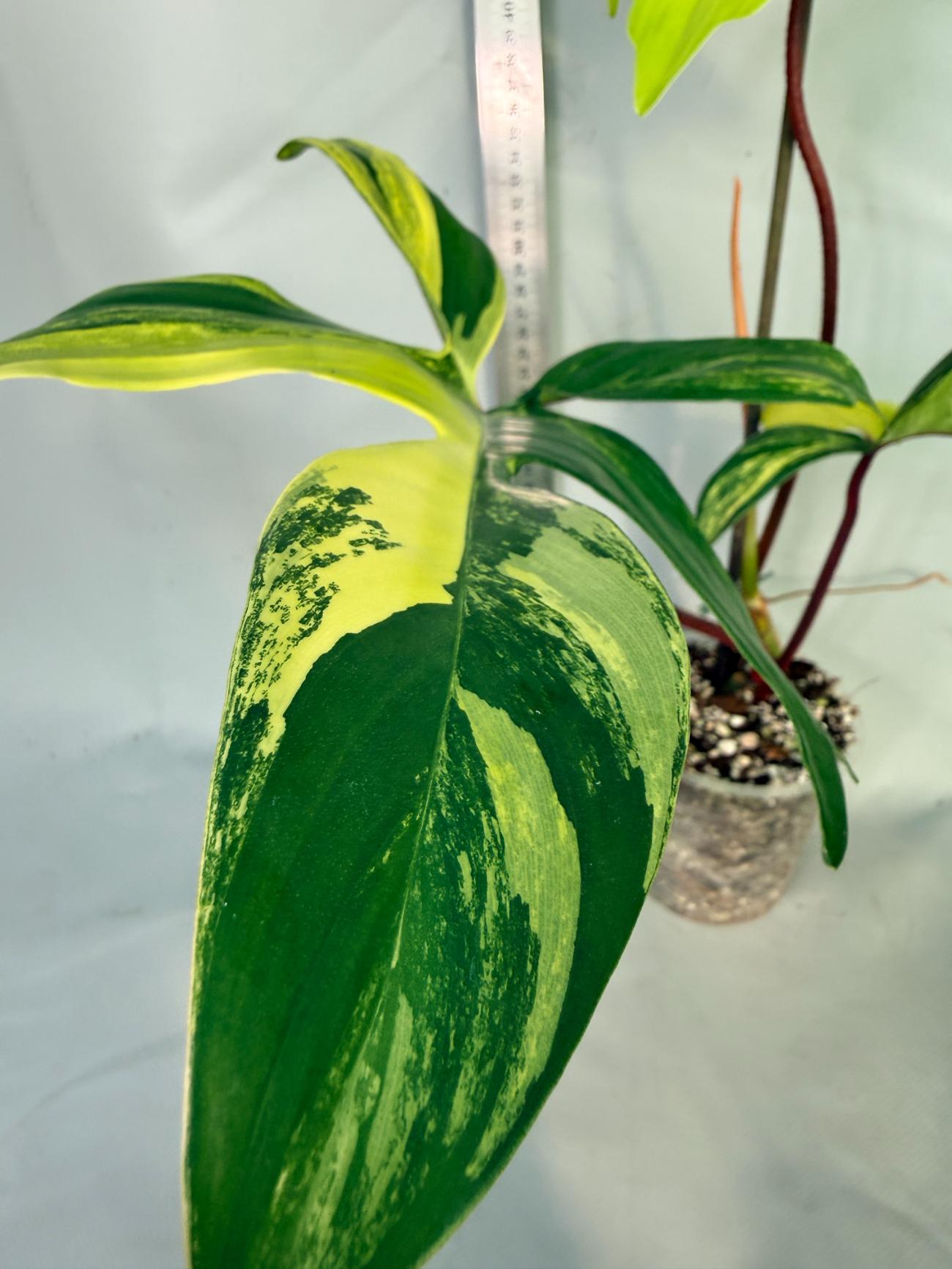 philodendron florida beauty veriegata 6