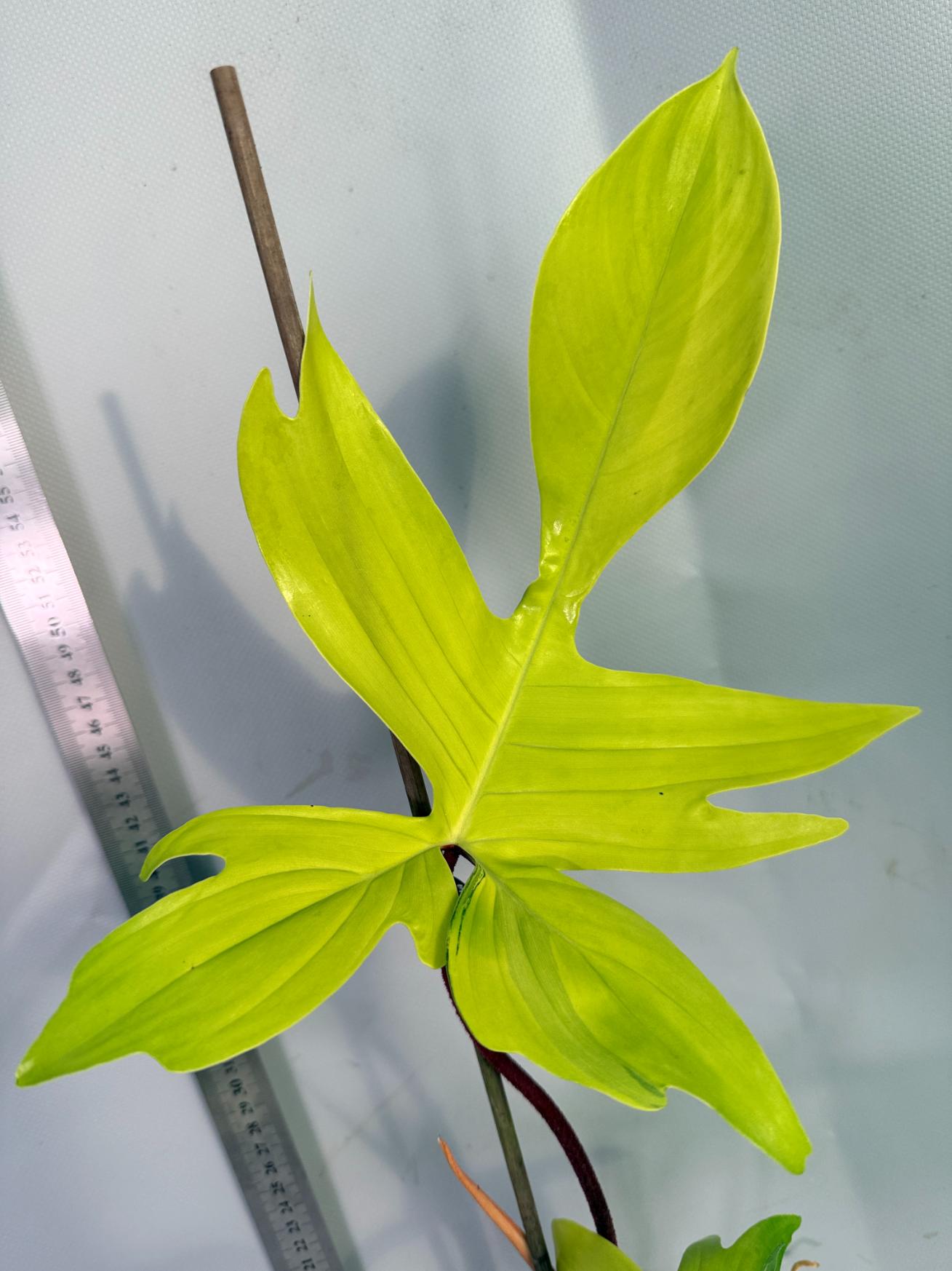 philodendron florida beauty veriegata 7