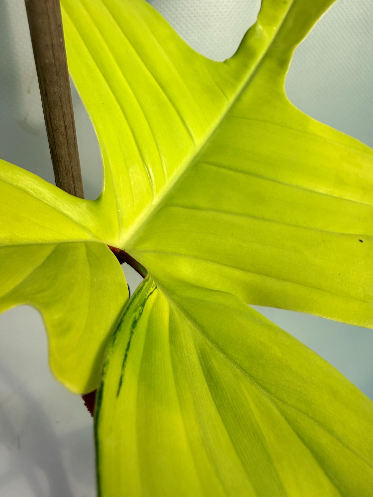 philodendron florida beauty veriegata 5