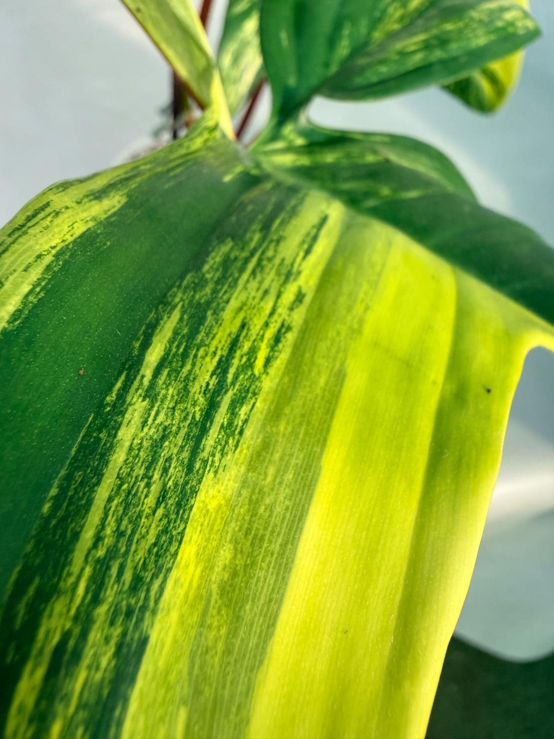 philodendron florida beauty veriegata 3