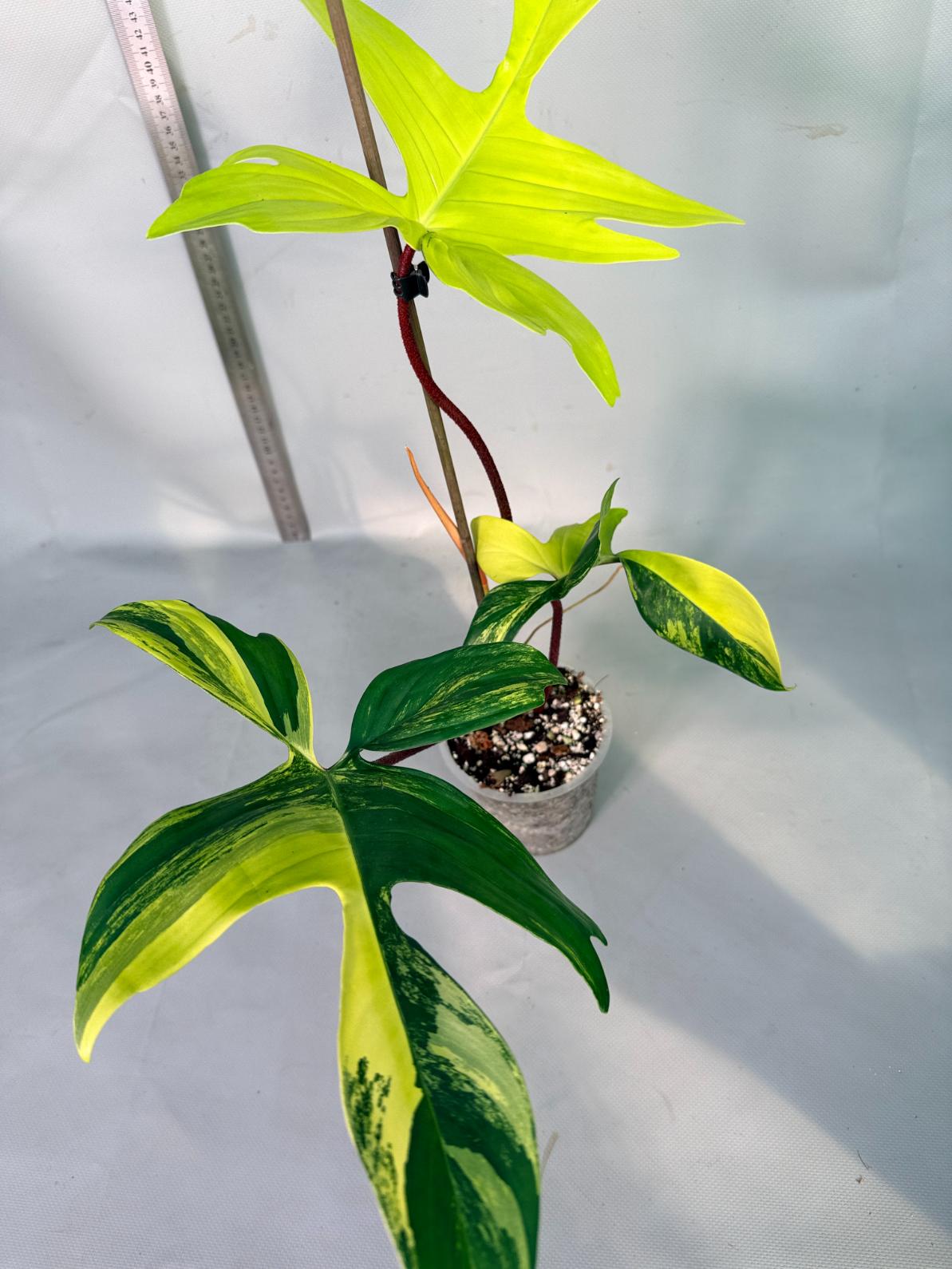 philodendron florida beauty veriegata 8