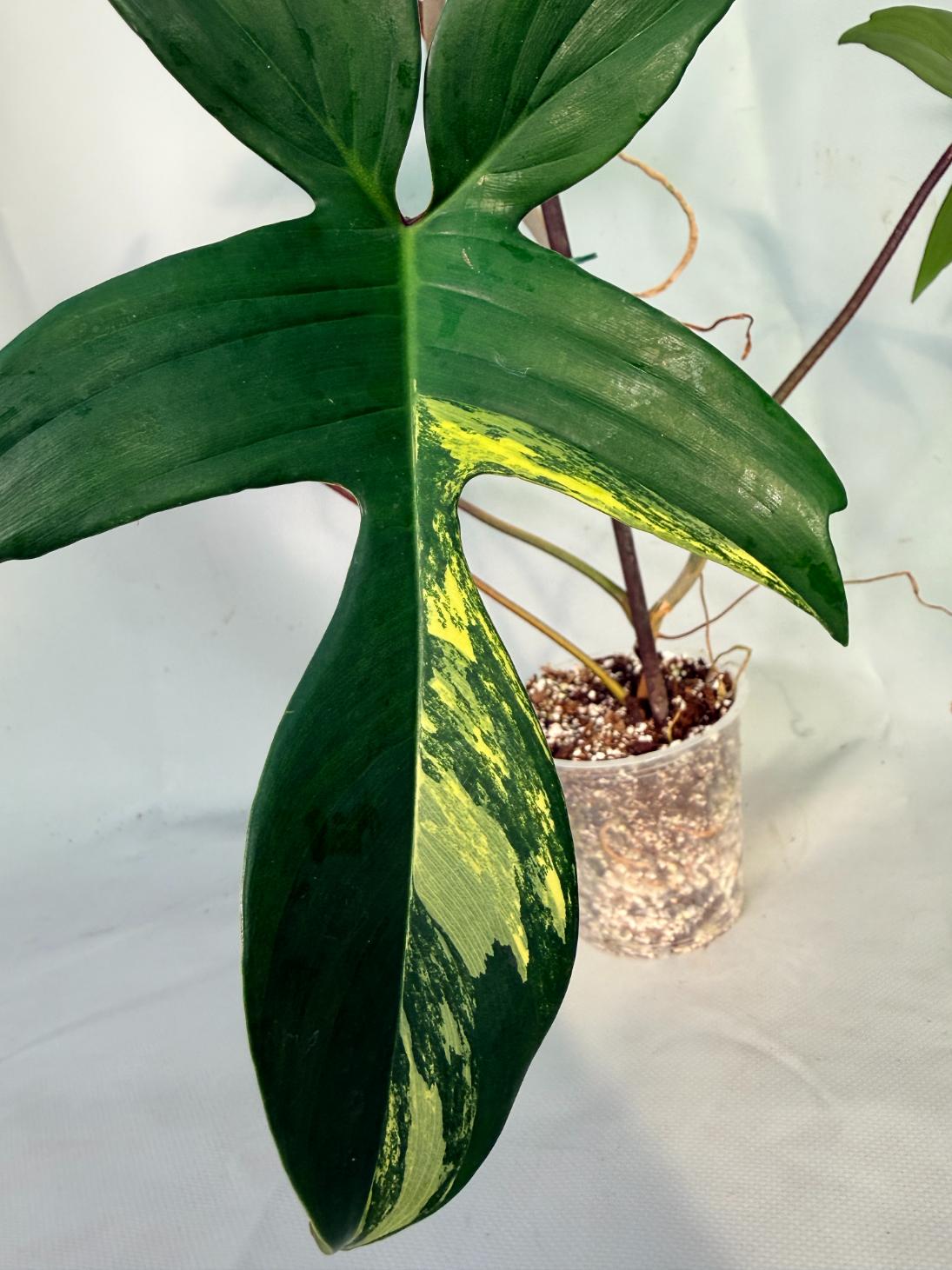 philodendron florida beauty veriegata 2