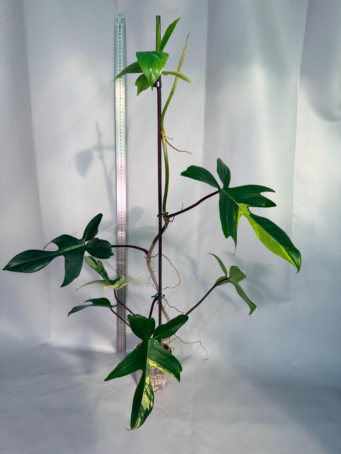 philodendron florida beauty veriegata 7