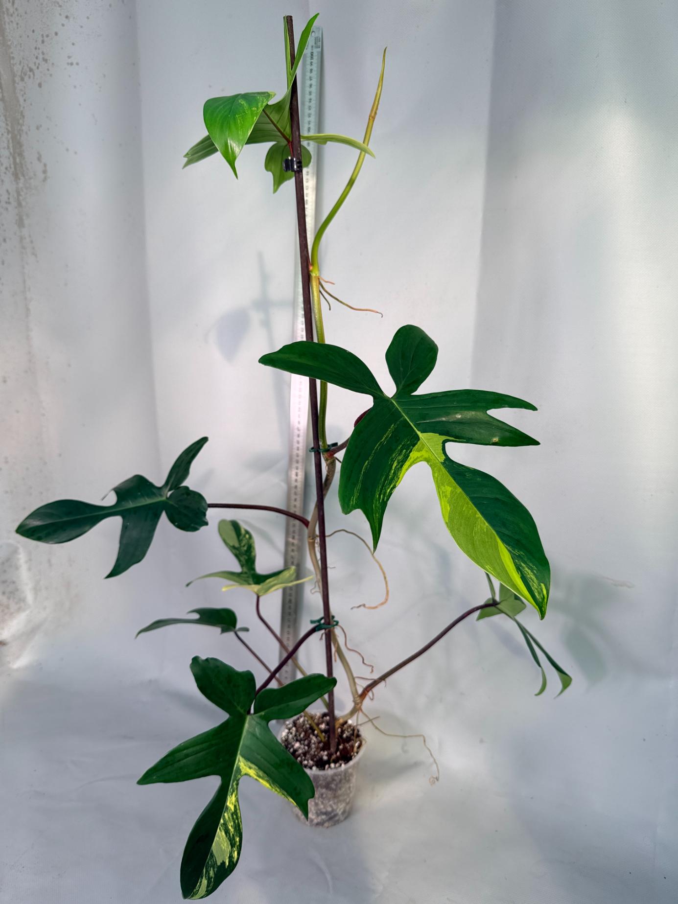 philodendron florida beauty veriegata 1