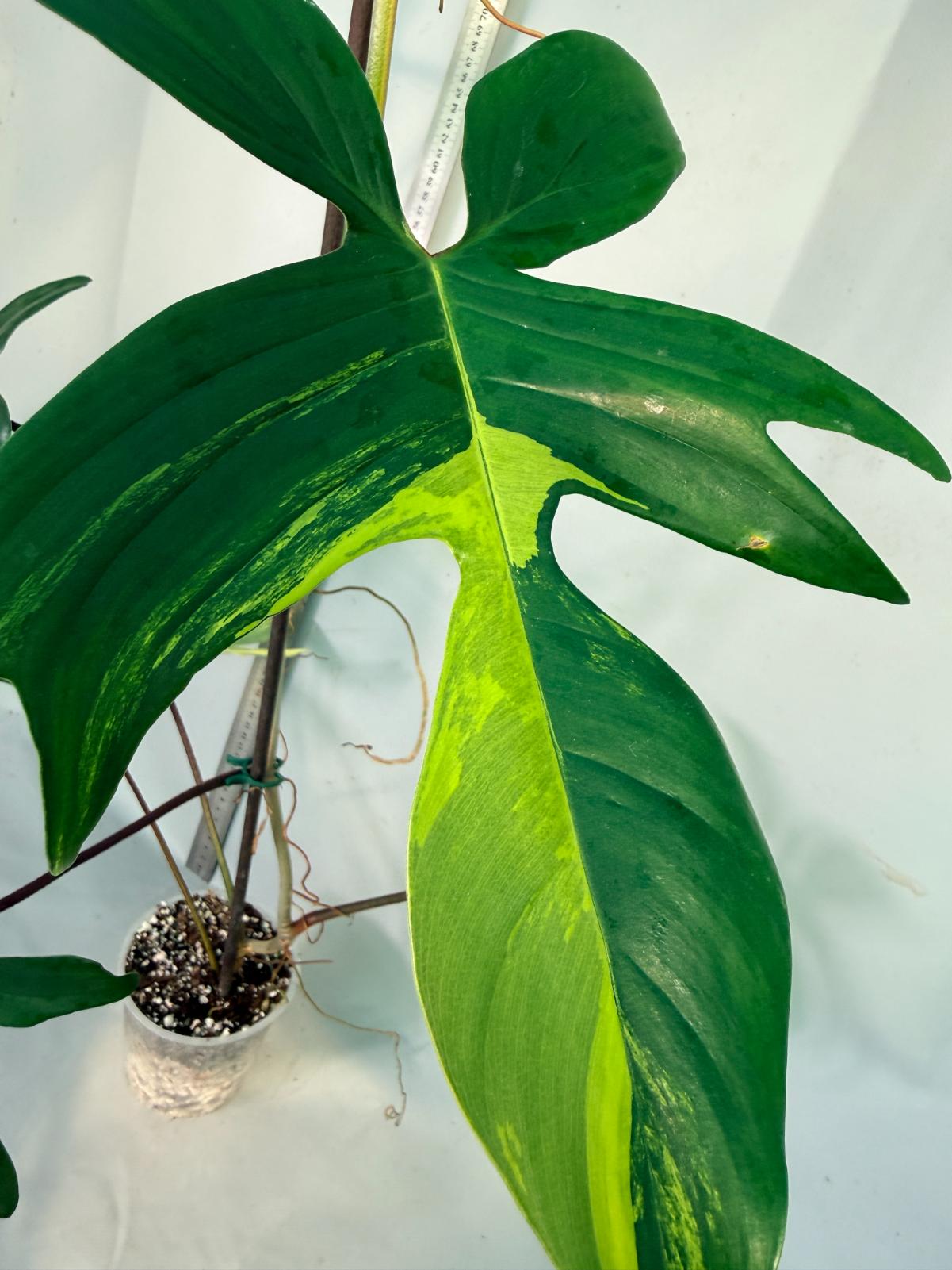 philodendron florida beauty veriegata 3