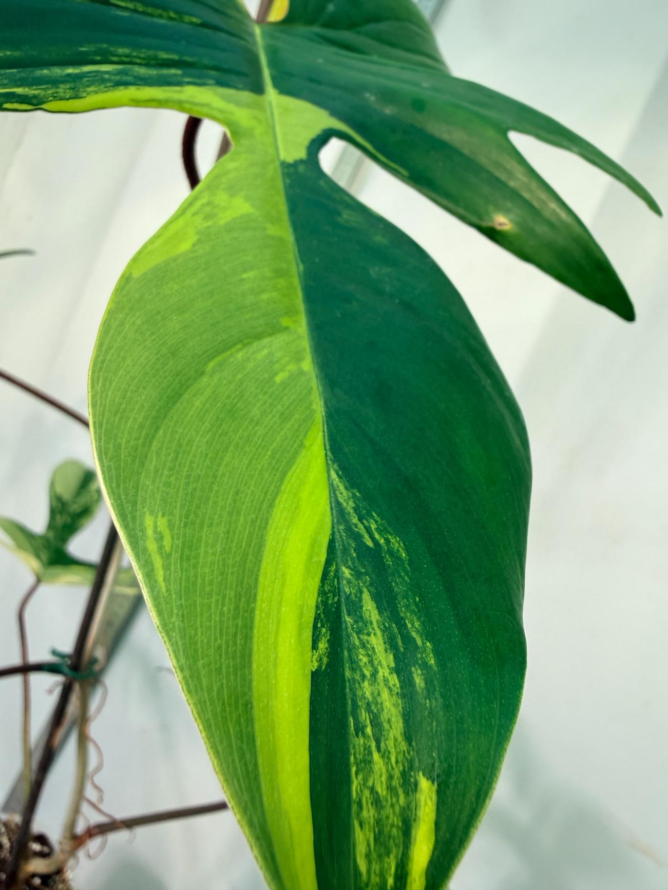 philodendron florida beauty veriegata 4