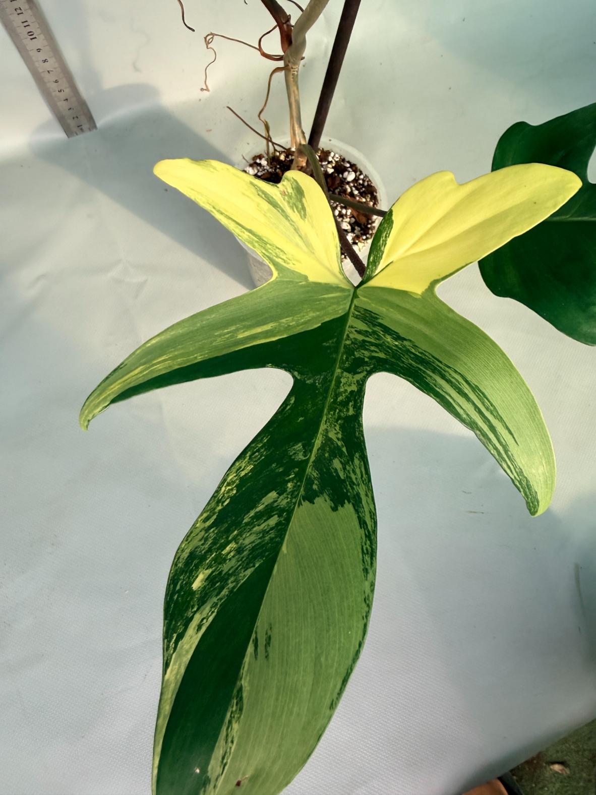 philodendron florida beauty veriegata 5