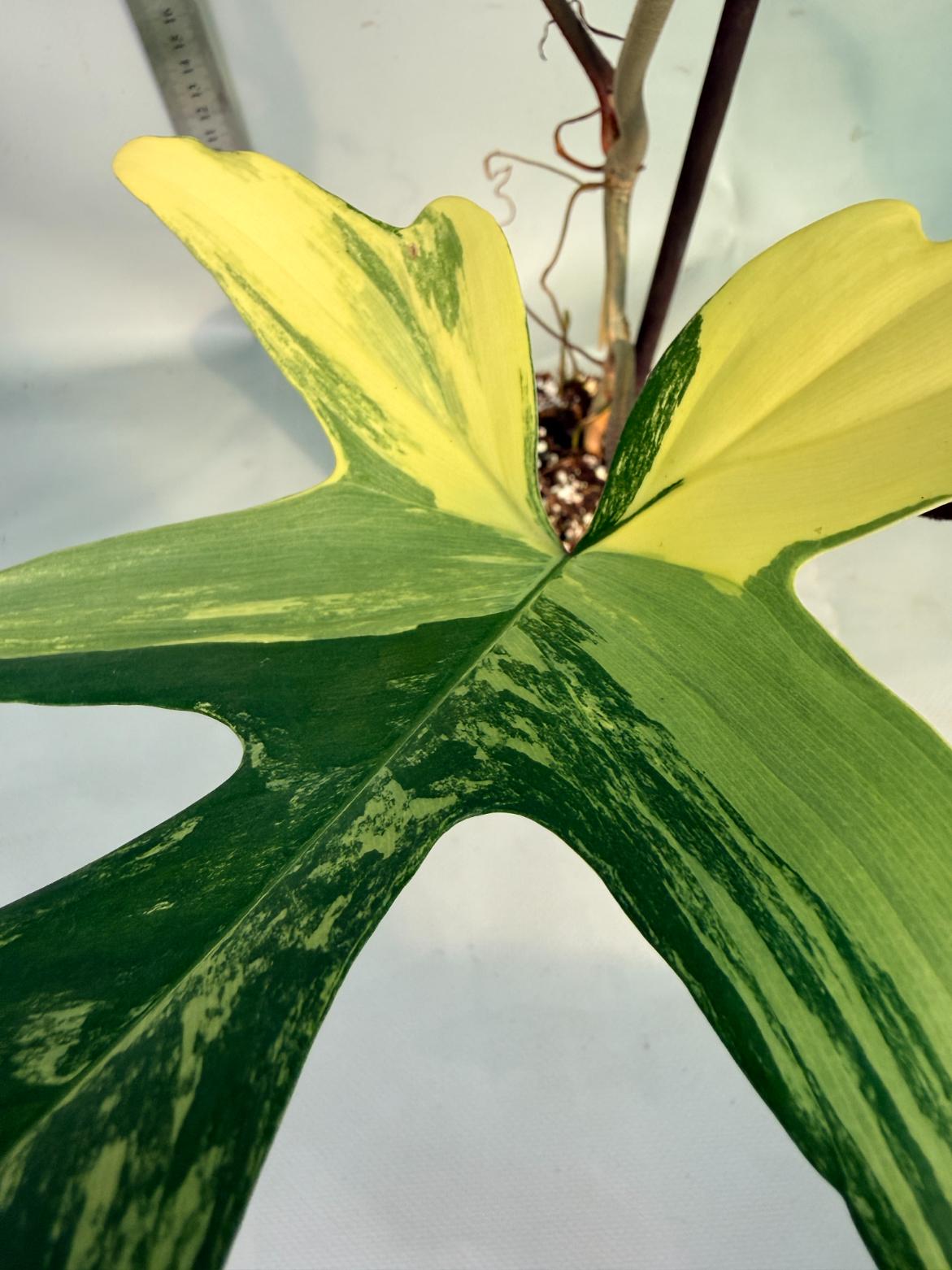 philodendron florida beauty veriegata 6