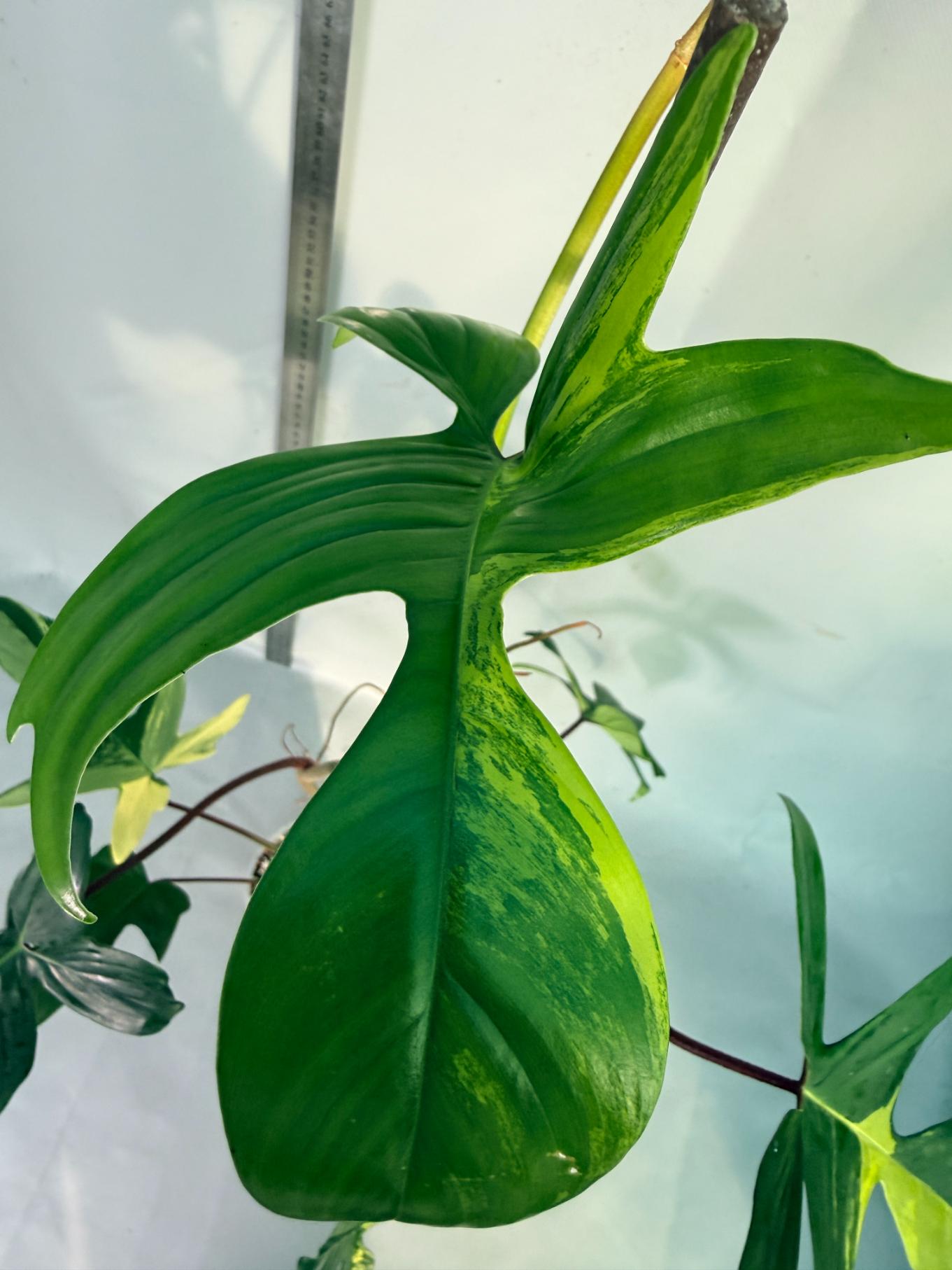 philodendron florida beauty veriegata 8