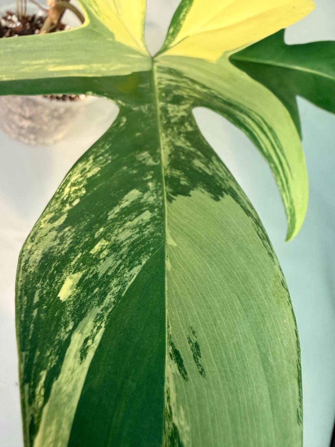 philodendron florida beauty veriegata 9