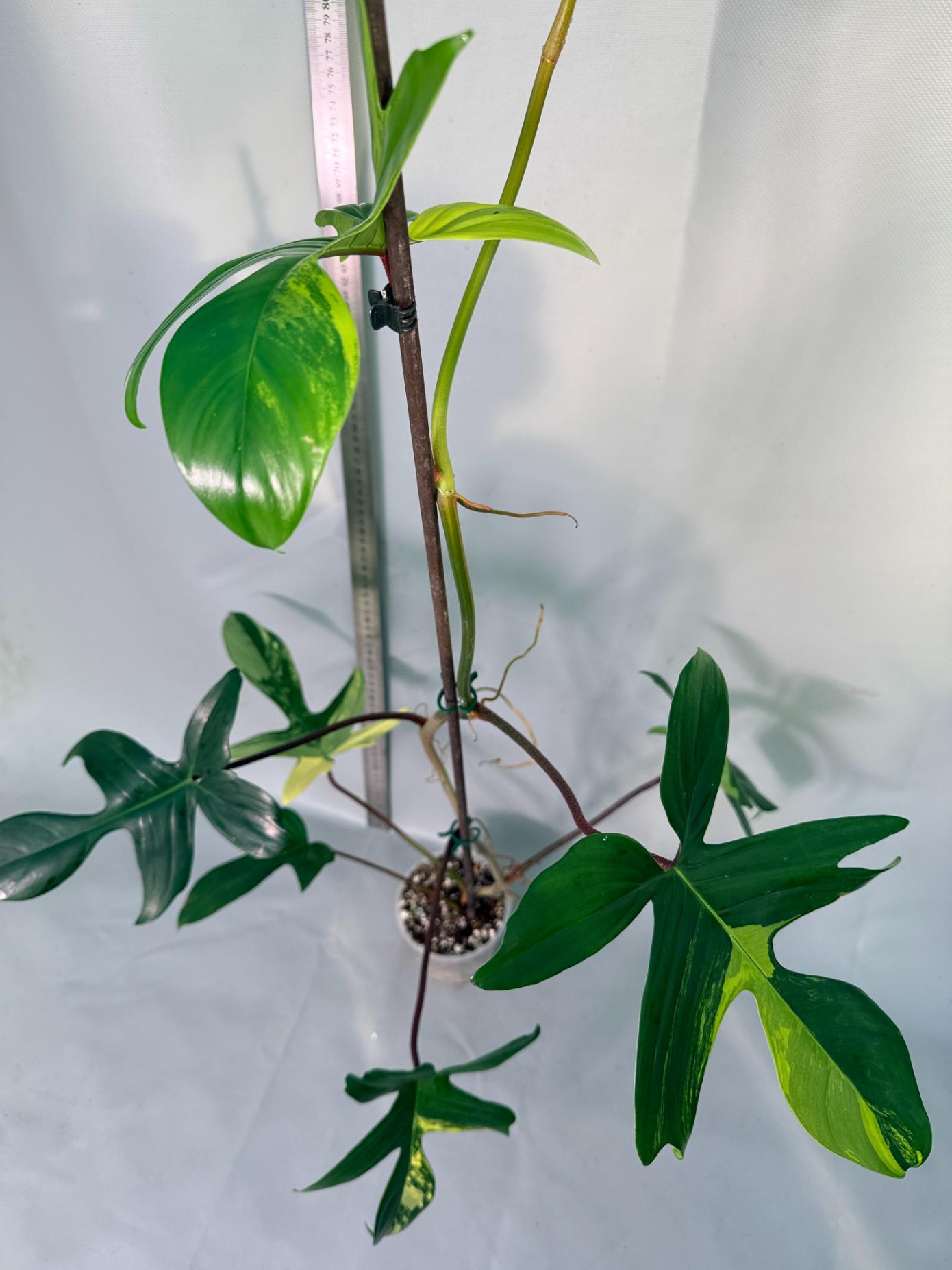 philodendron florida beauty veriegata 10
