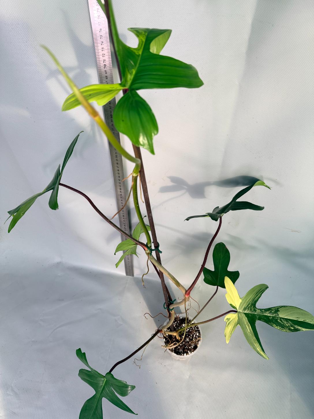philodendron florida beauty veriegata 11