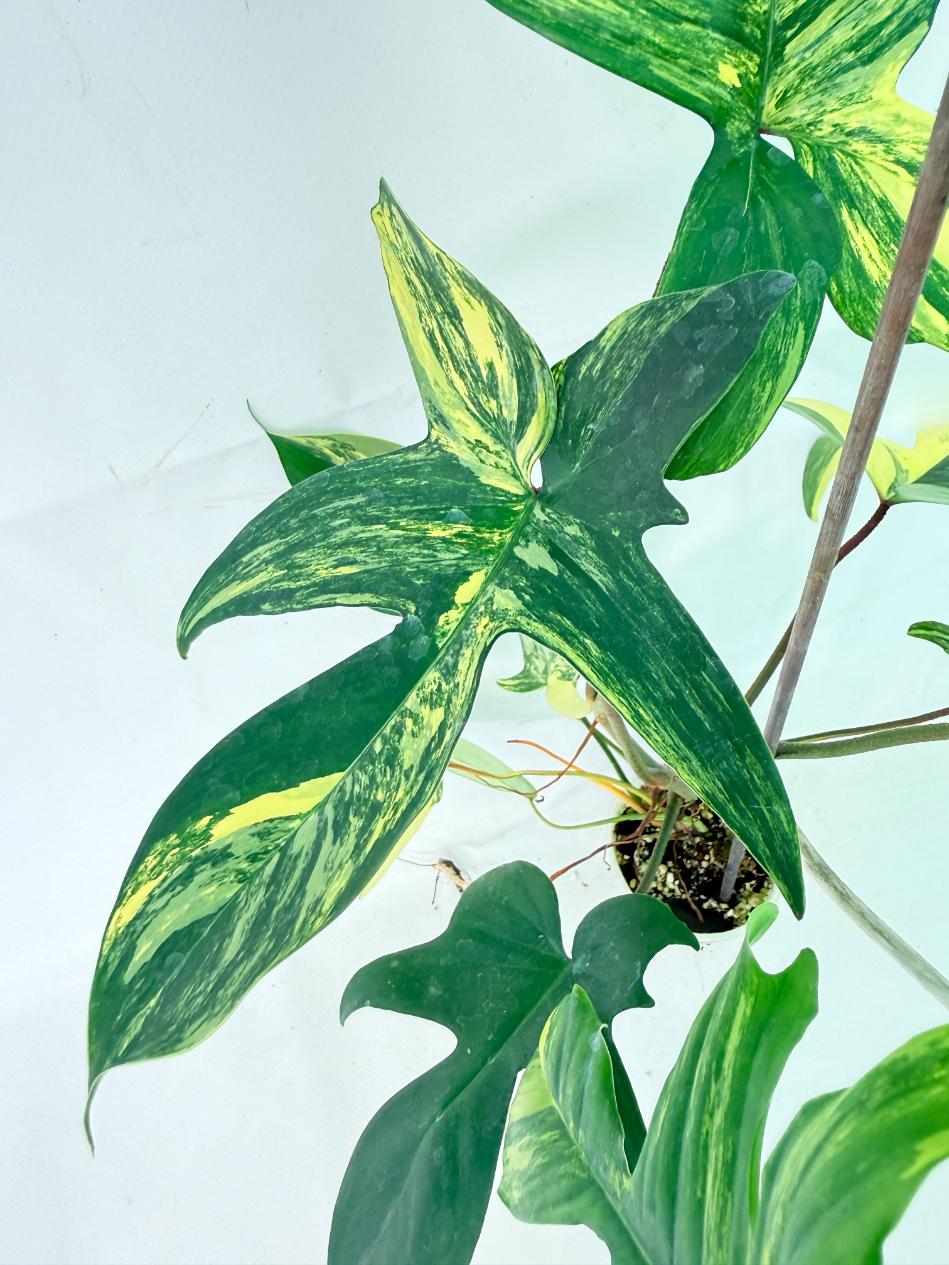 Philodendron Florida Beauty Variegata 7