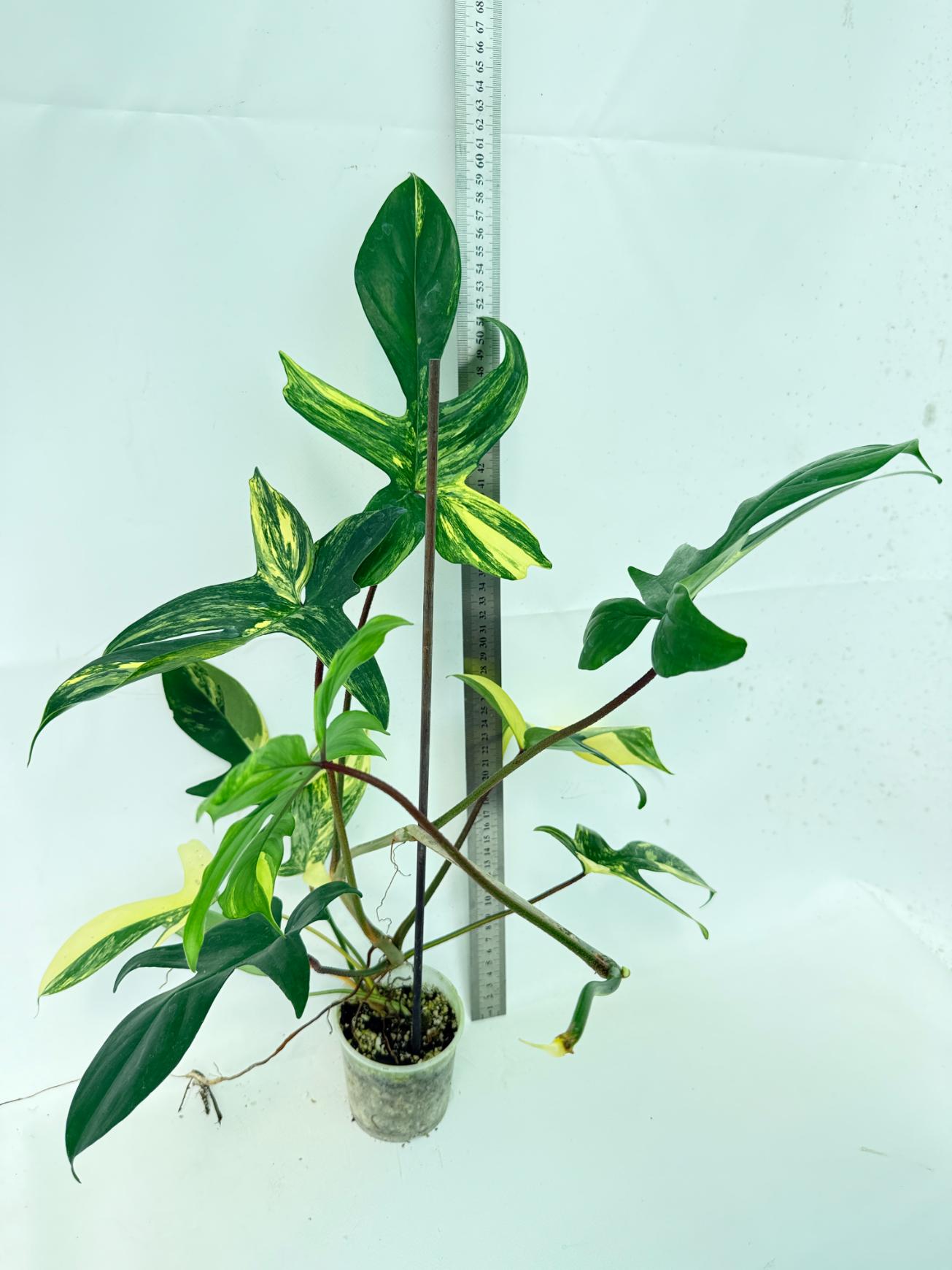 Philodendron Florida Beauty Variegata 3