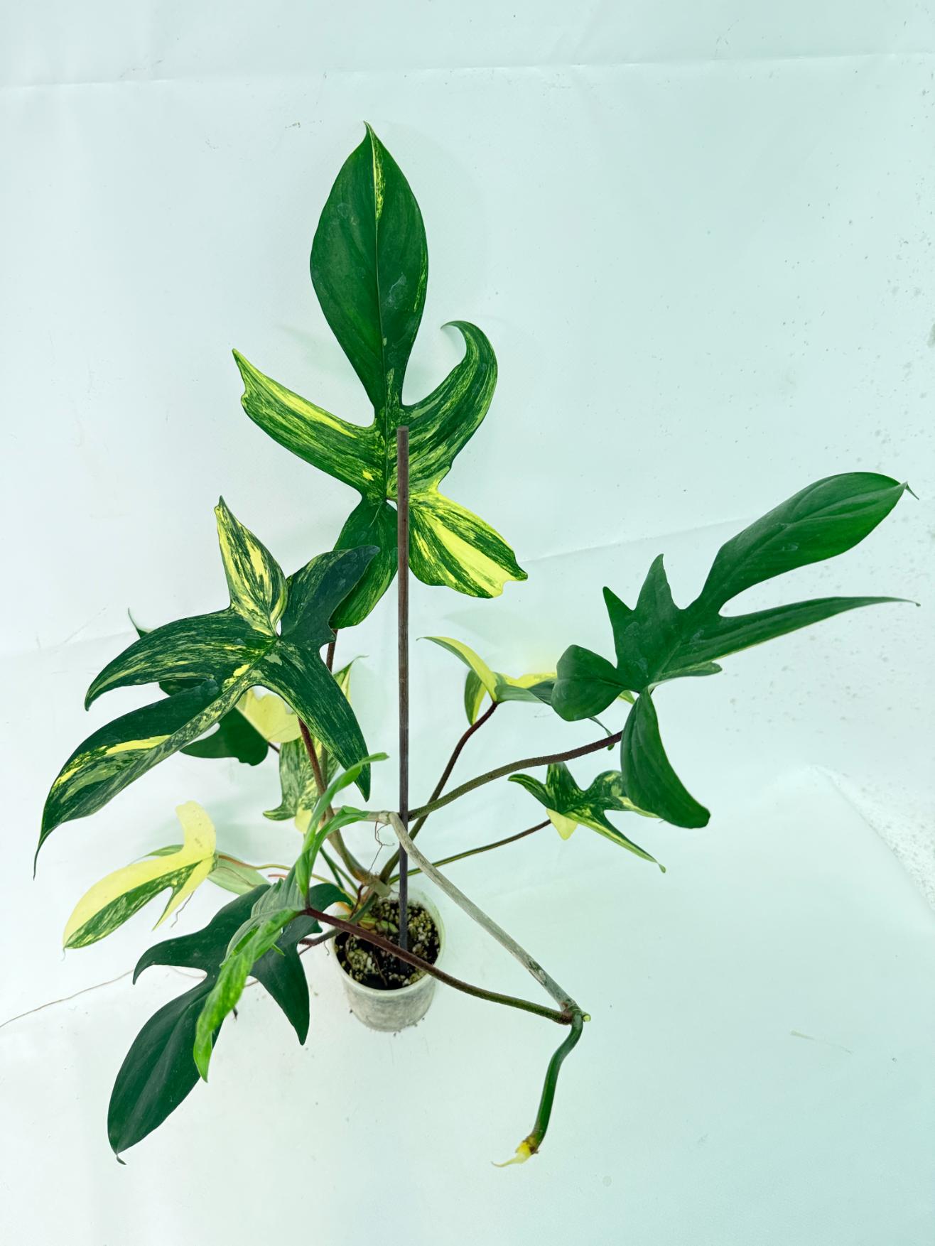 Philodendron Florida Beauty Variegata 8