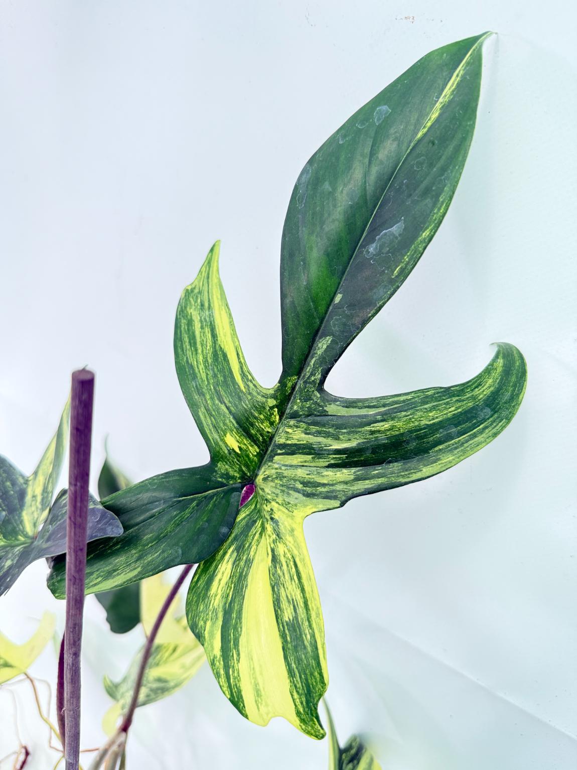 Philodendron Florida Beauty Variegata 10