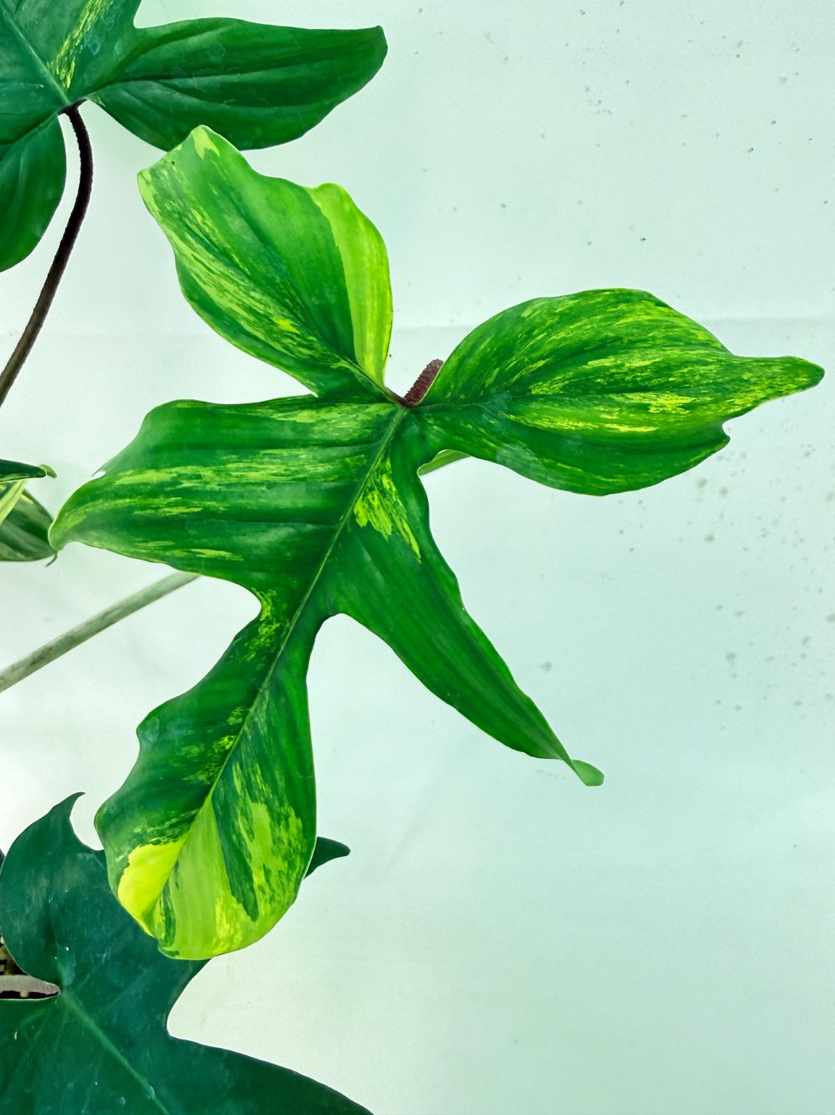 Philodendron Florida Beauty Variegata 9